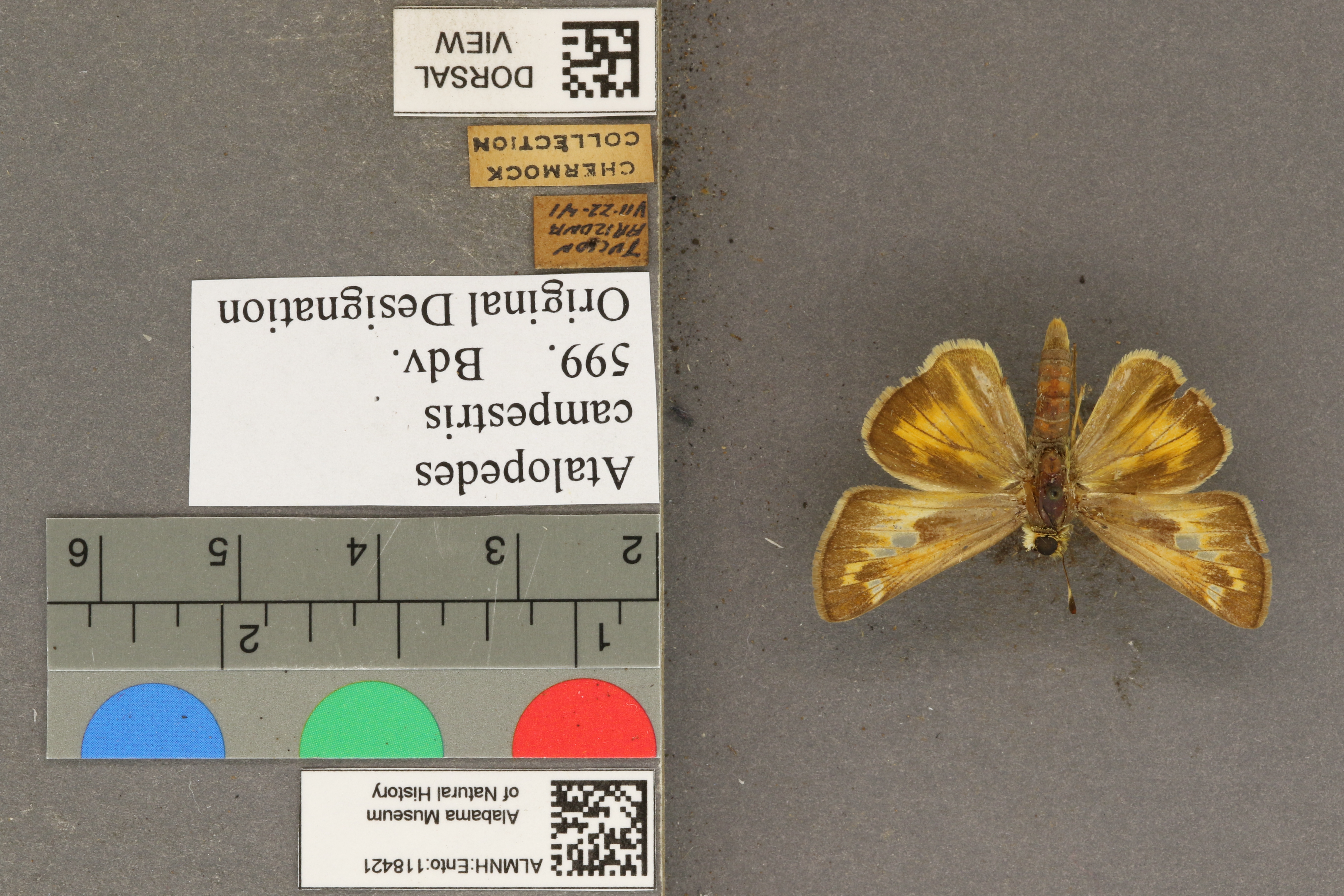 Specimen media
