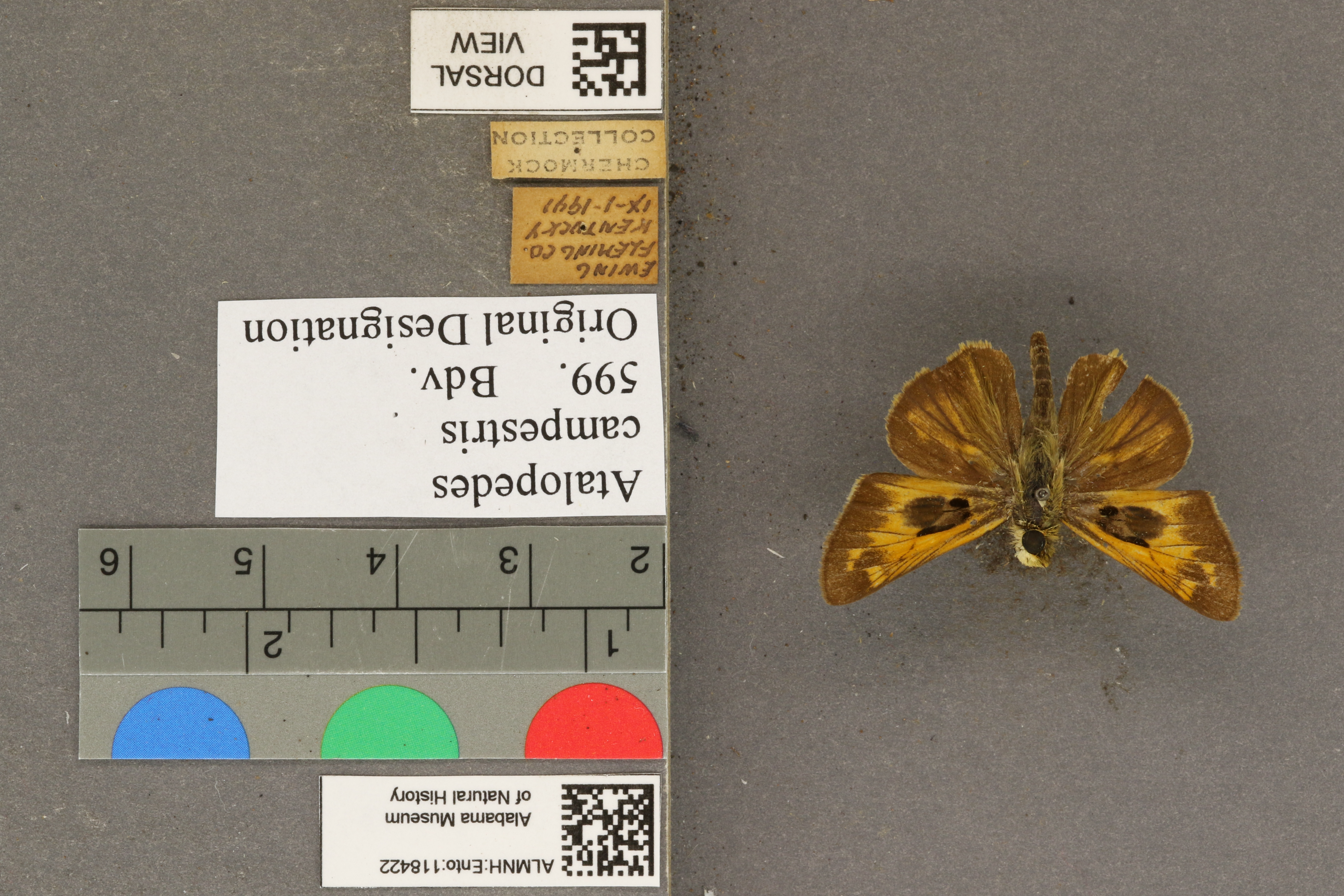 Atalopedes campestris