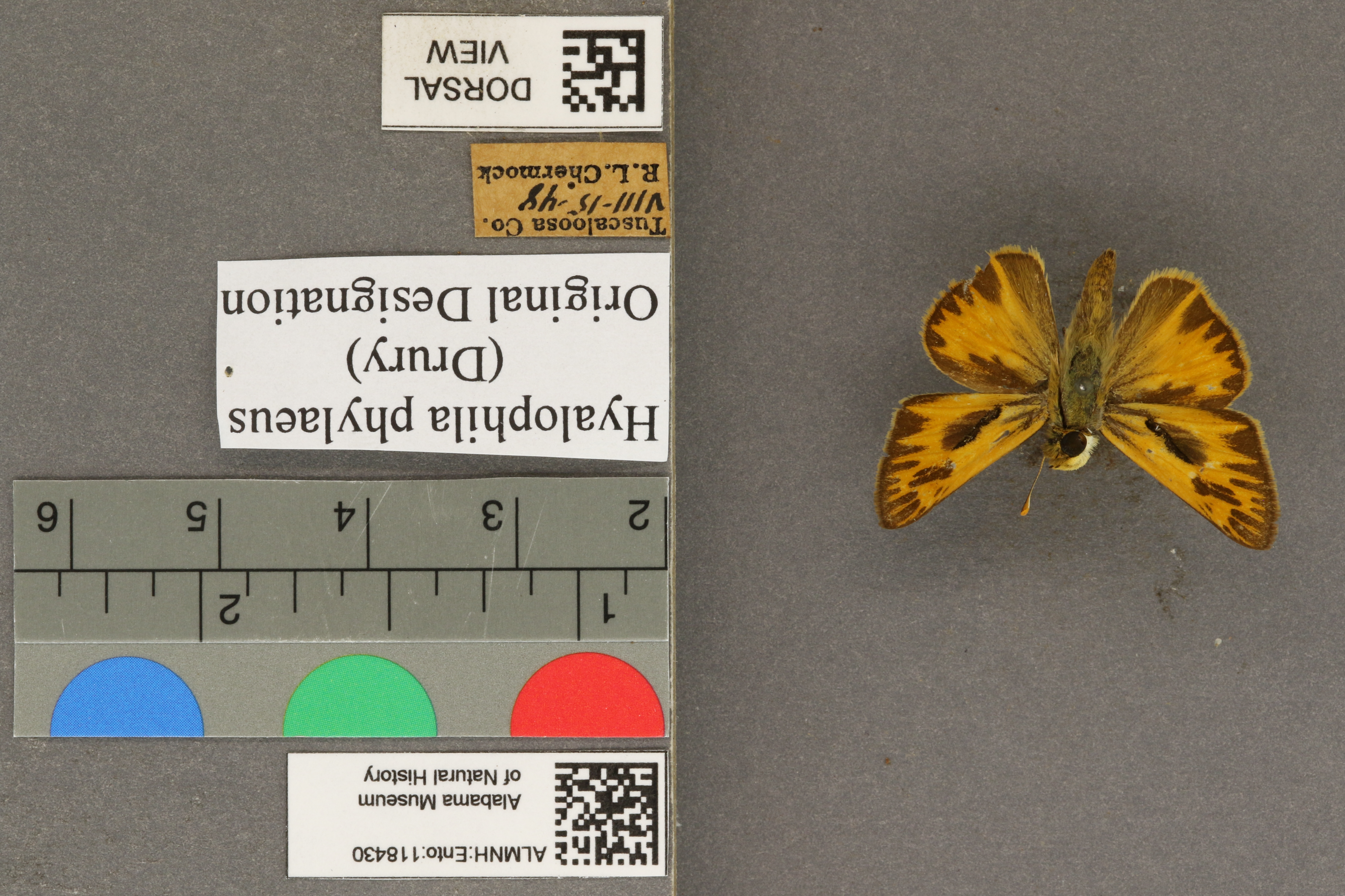 Hylephila phylaeus