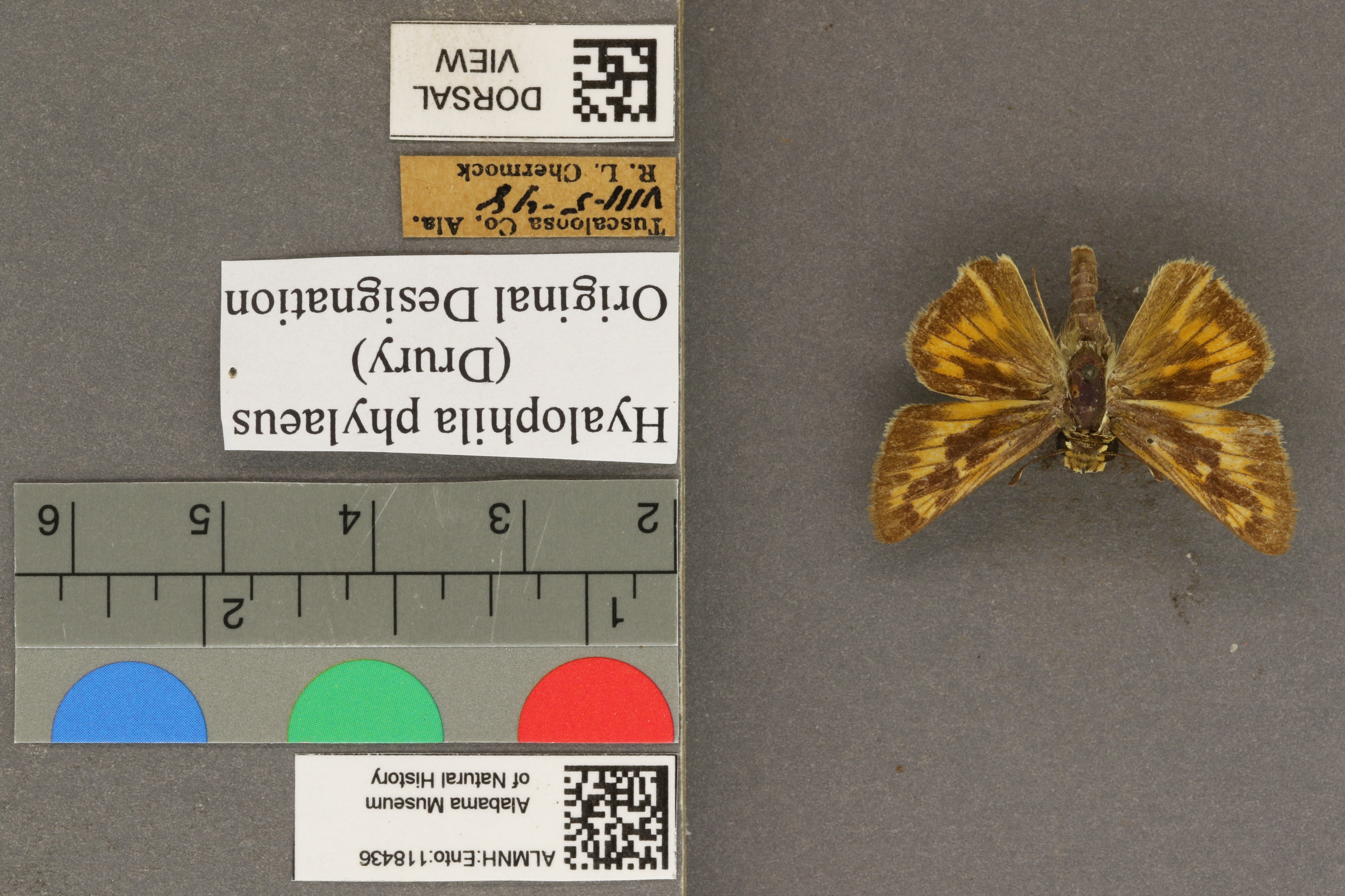 Hylephila phylaeus