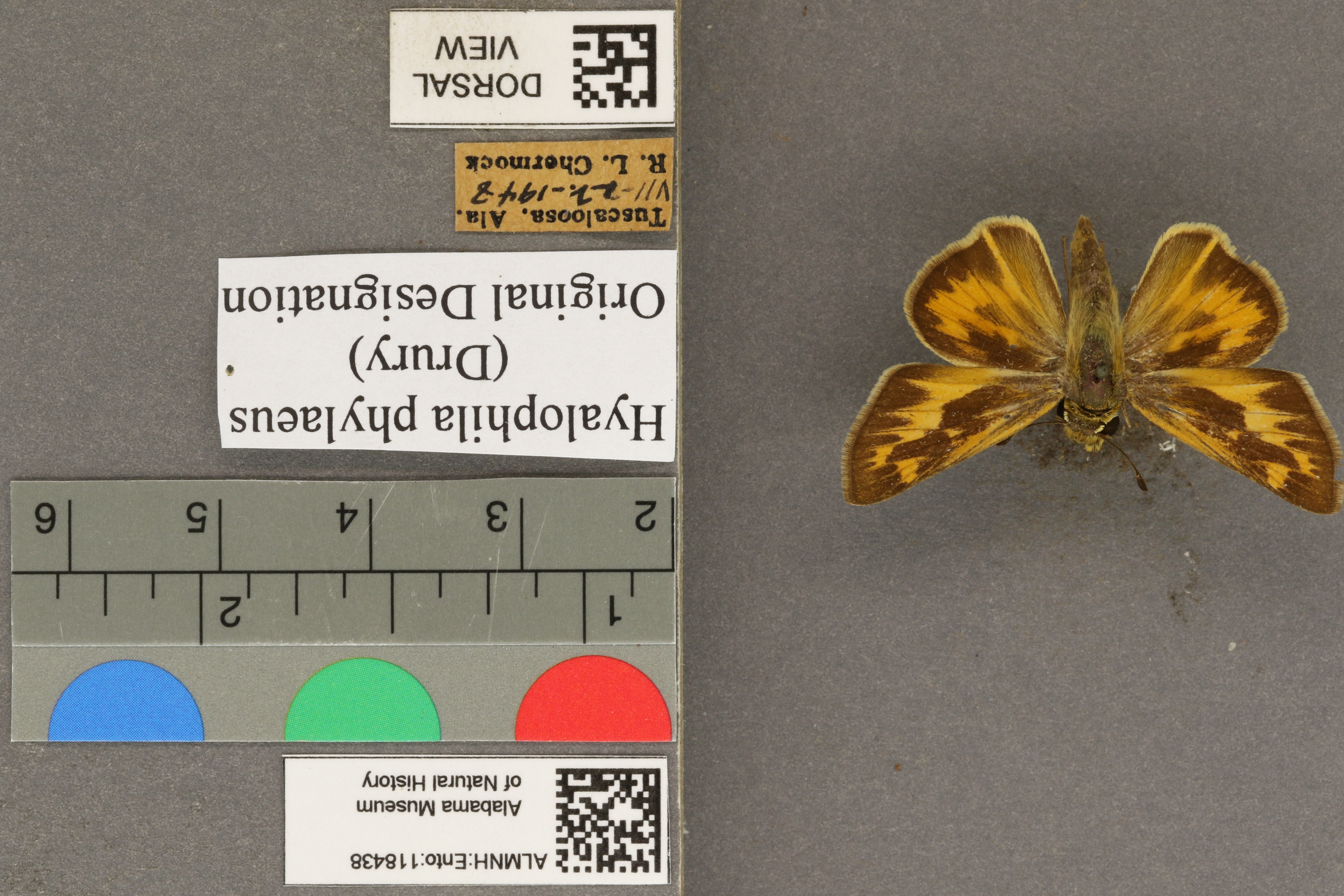 Hylephila phylaeus