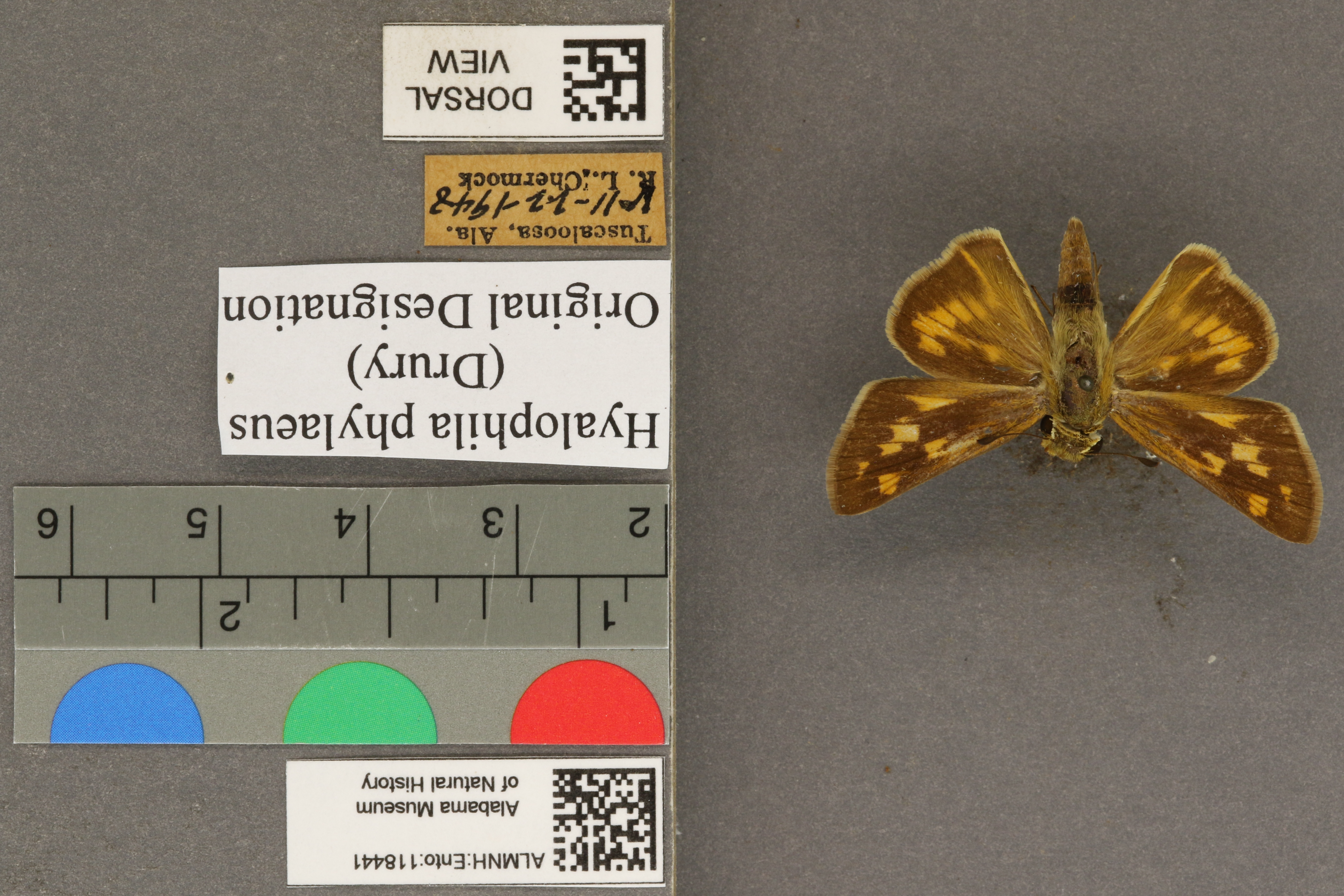 Hylephila phylaeus