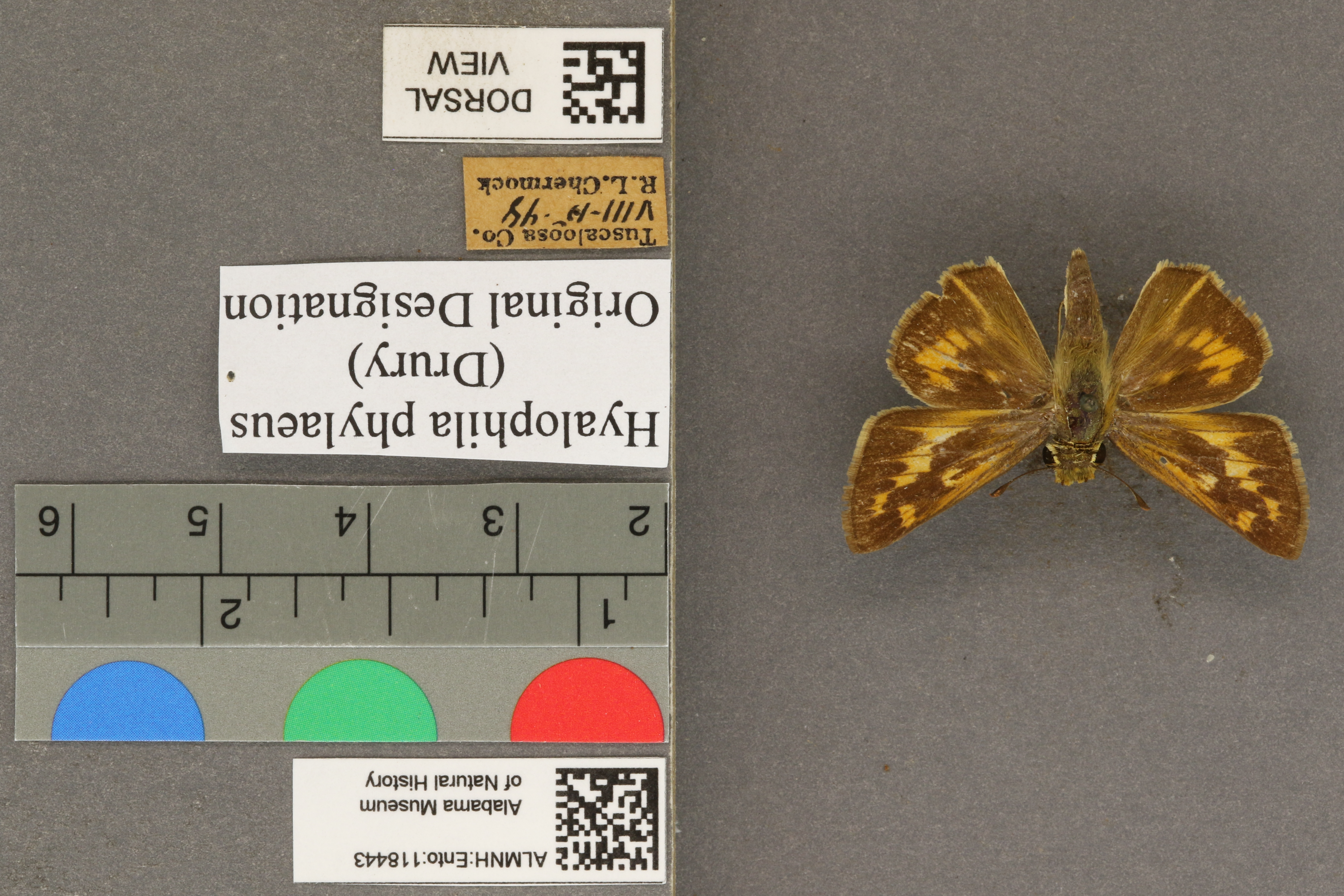 Hylephila phylaeus