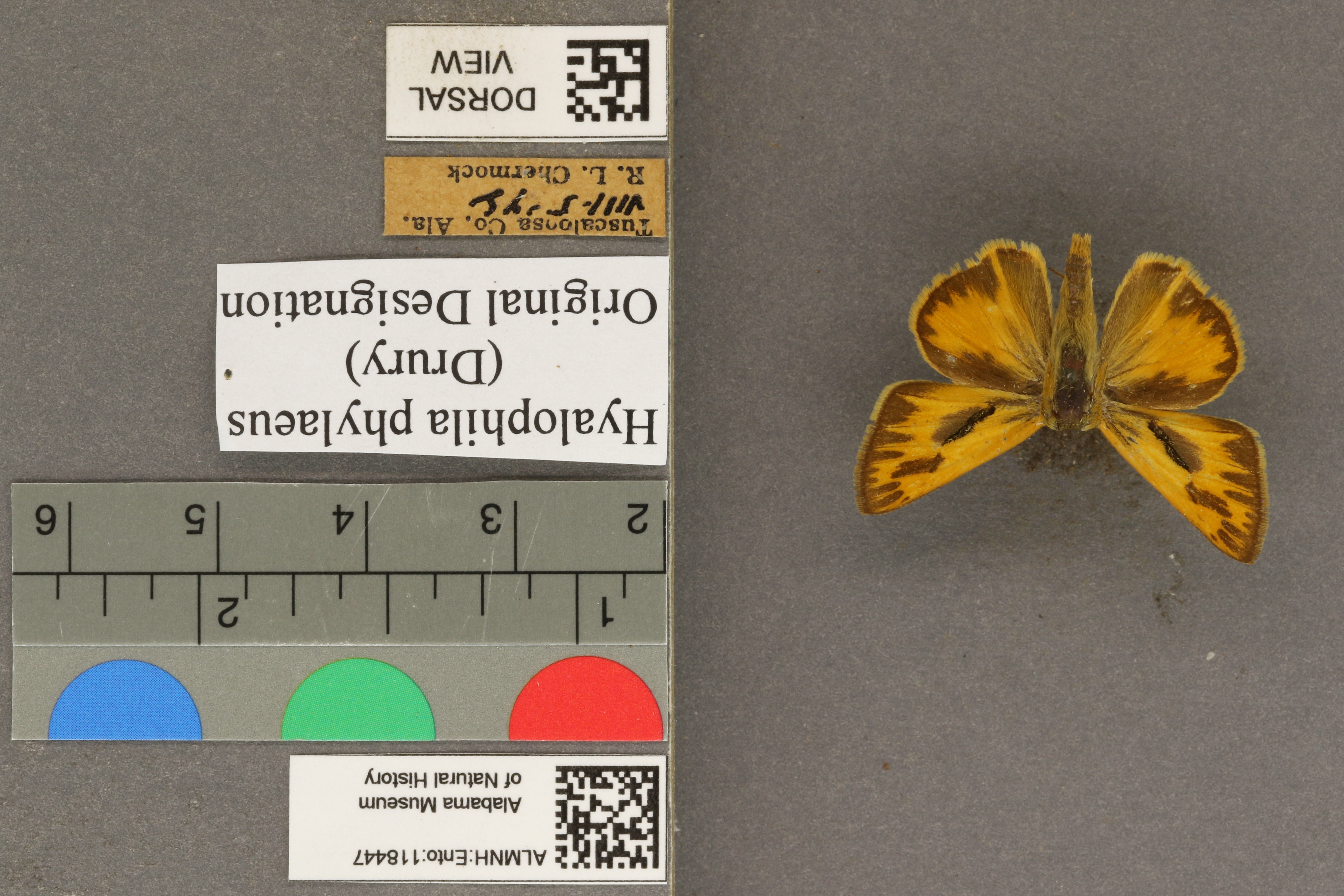 Hylephila phylaeus