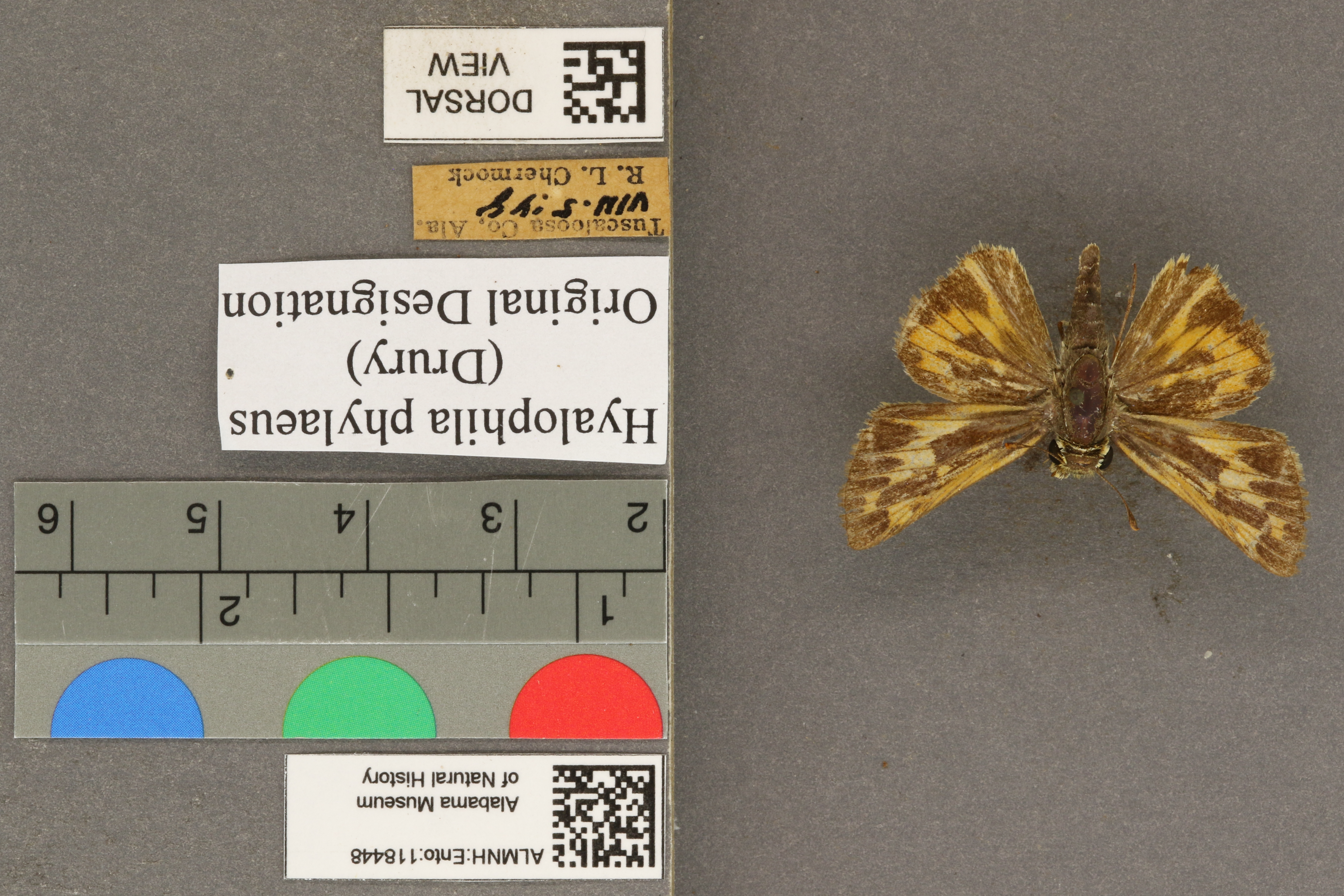 Hylephila phylaeus