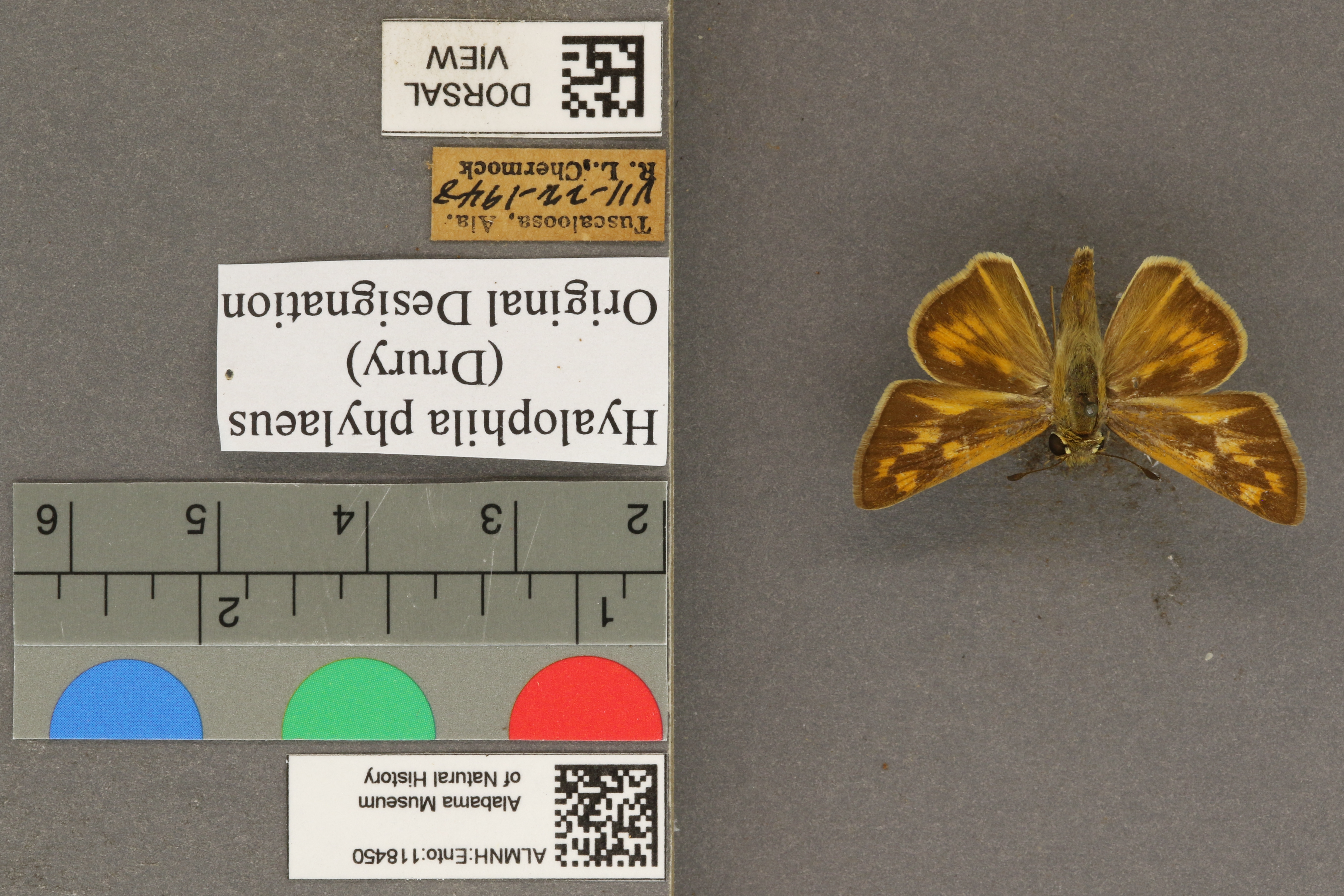Hylephila phylaeus