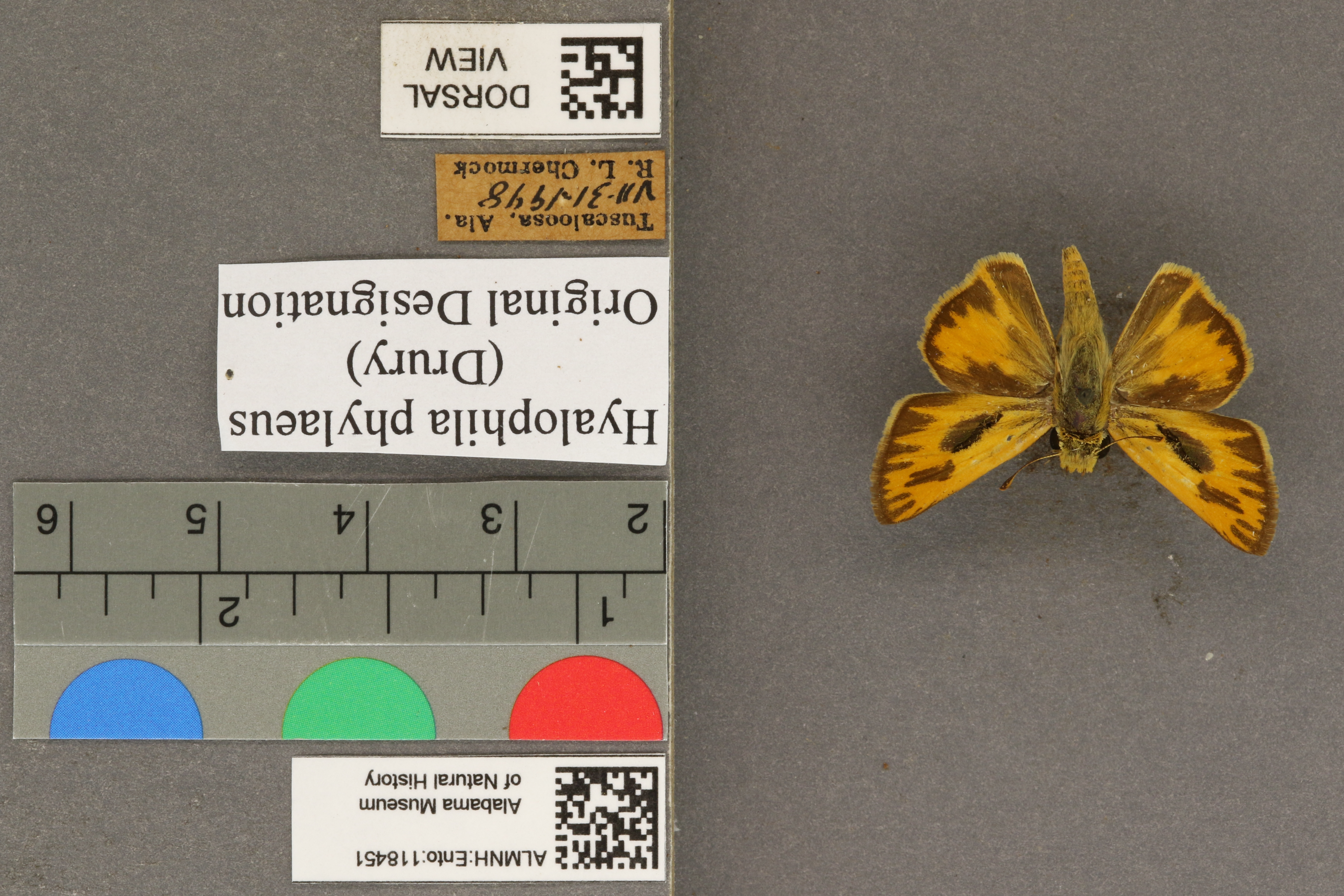 Hylephila phylaeus