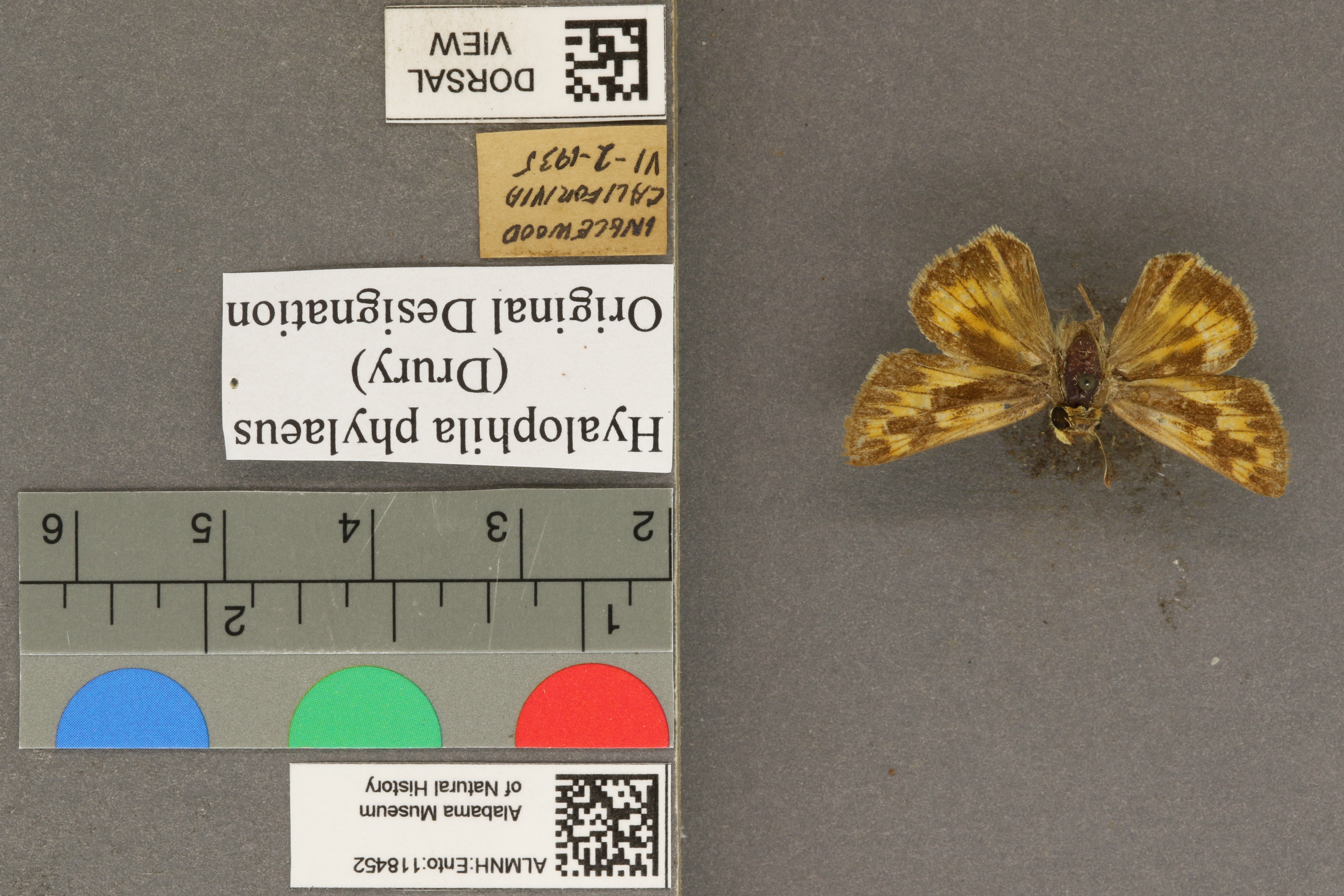 Hylephila phylaeus