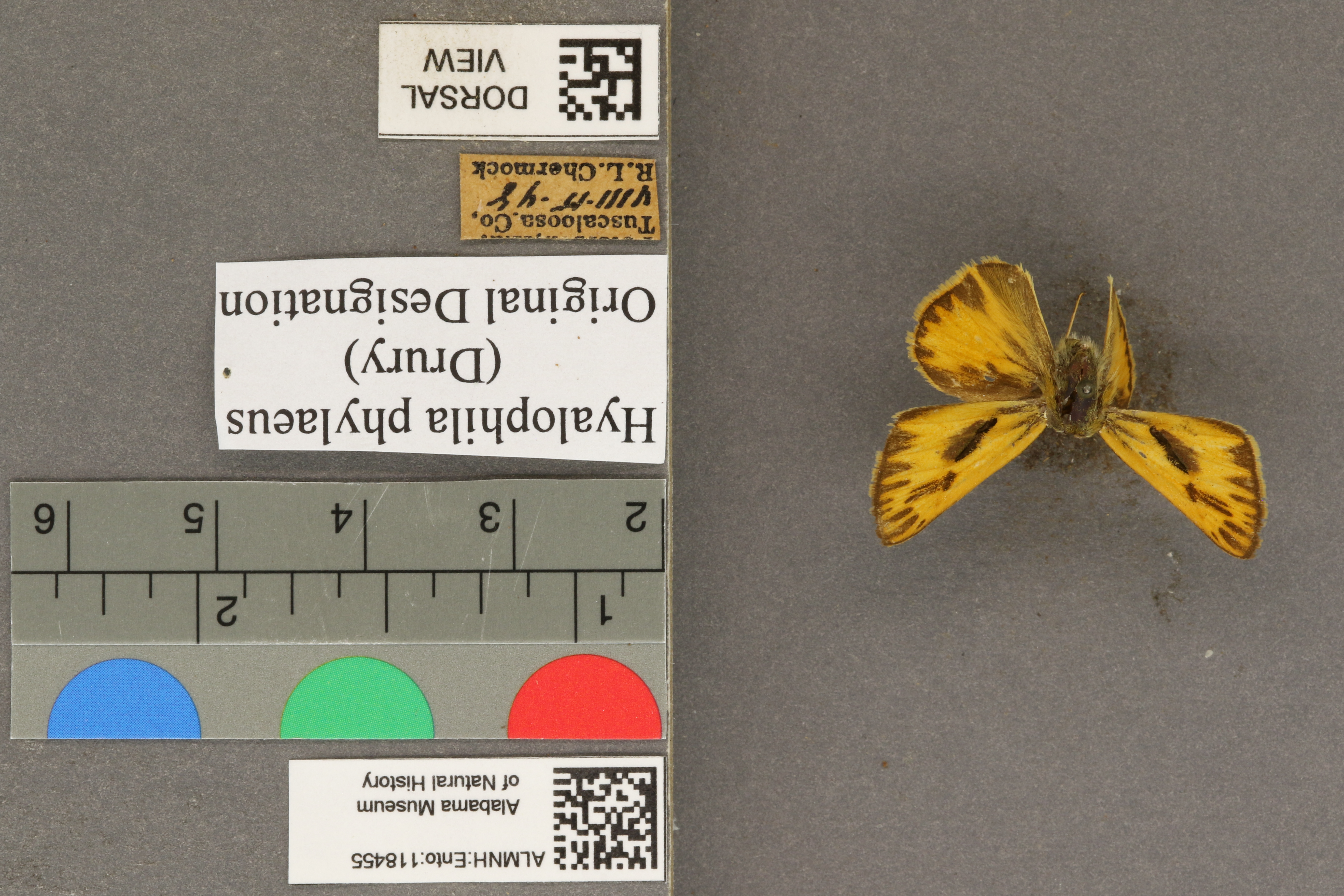 Hylephila phylaeus