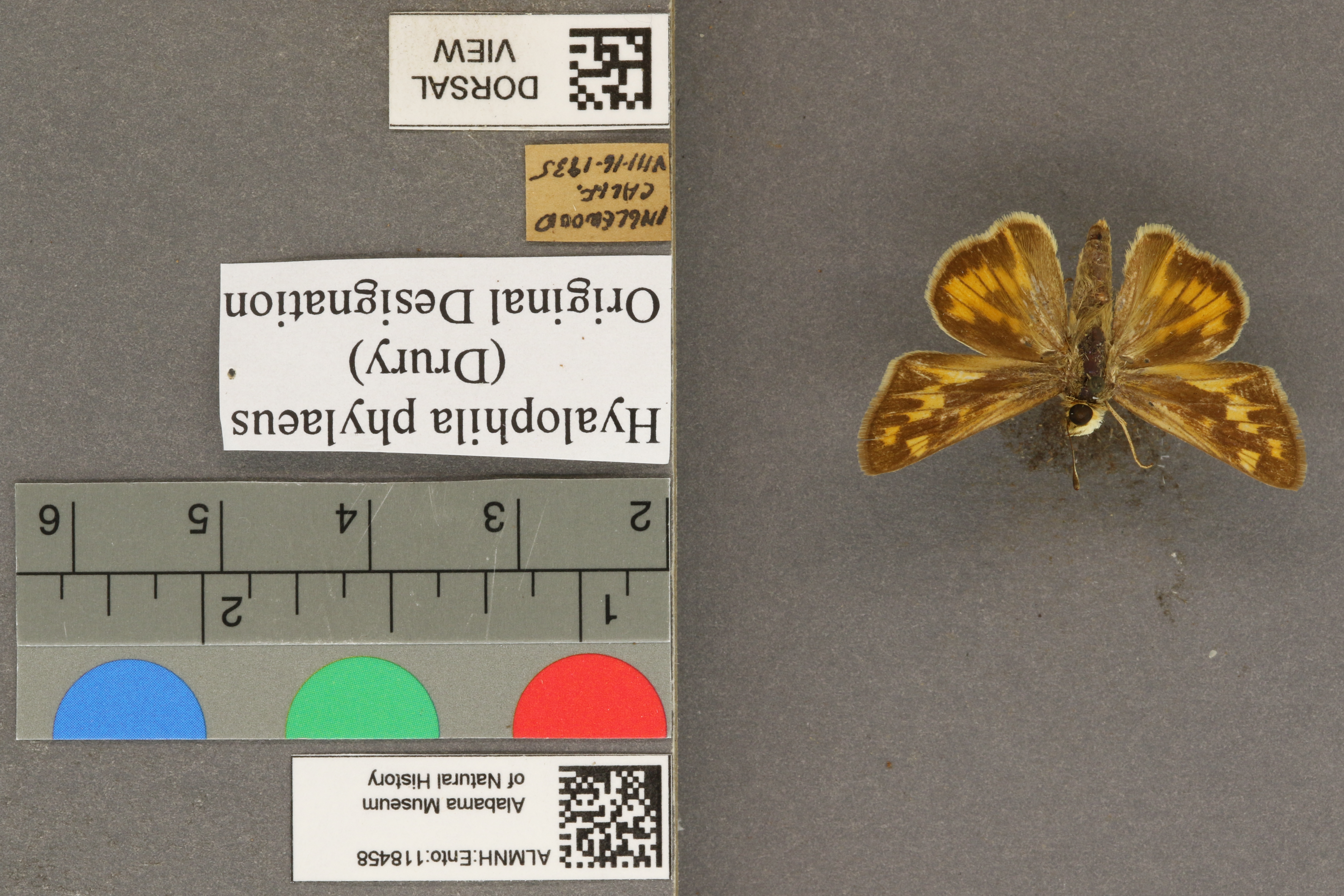 Hylephila phylaeus
