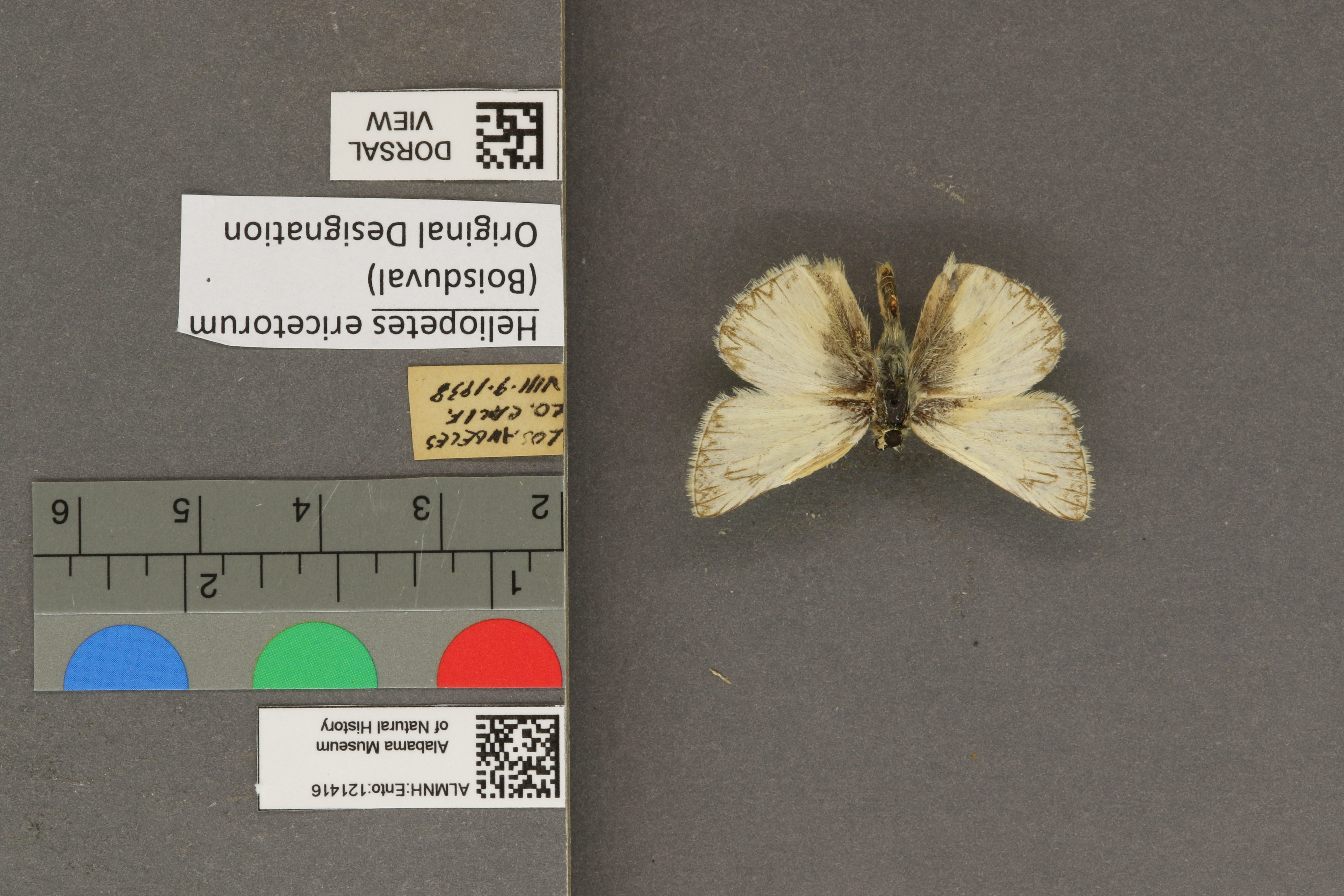 Heliopetes ericetorum