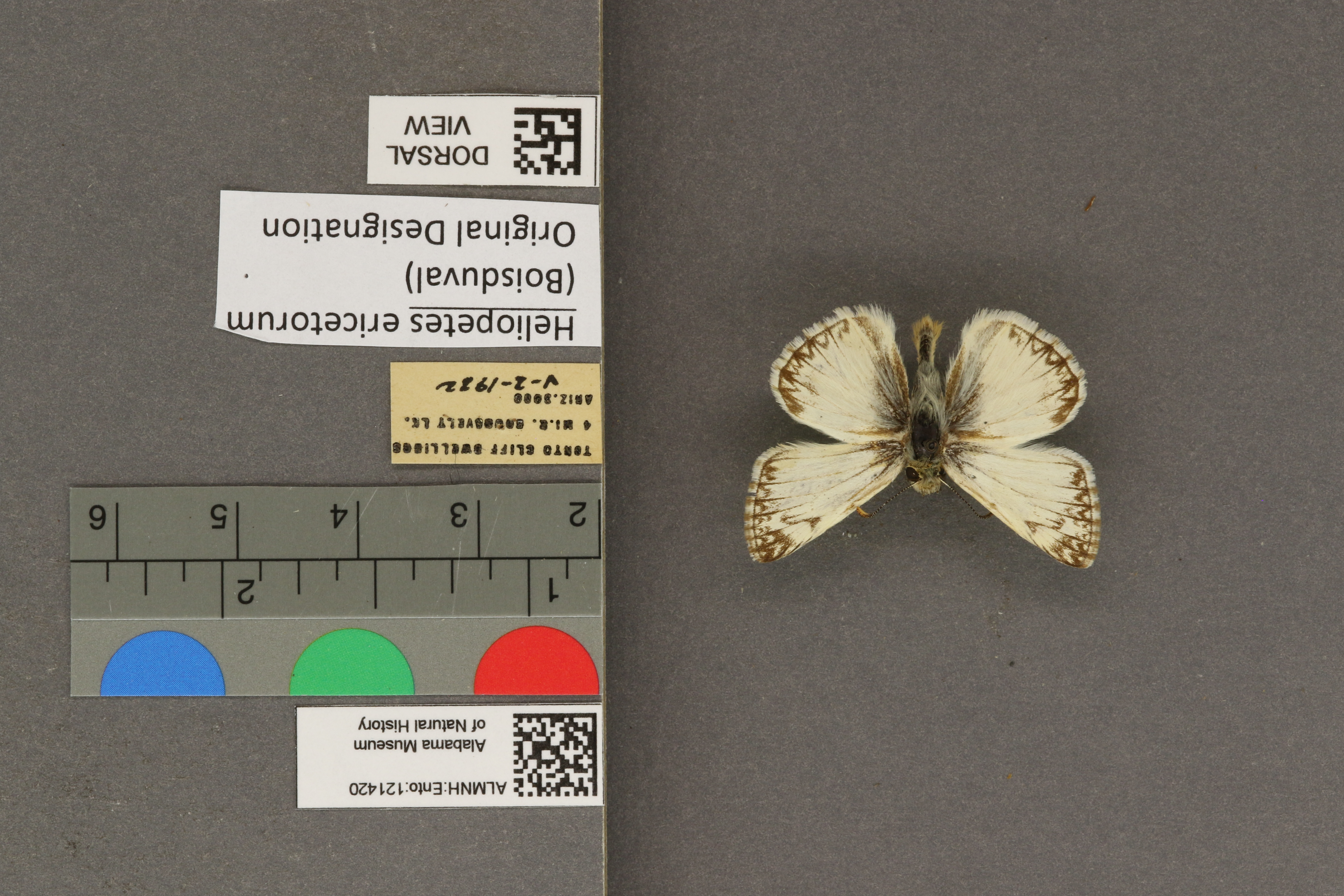 Heliopetes ericetorum