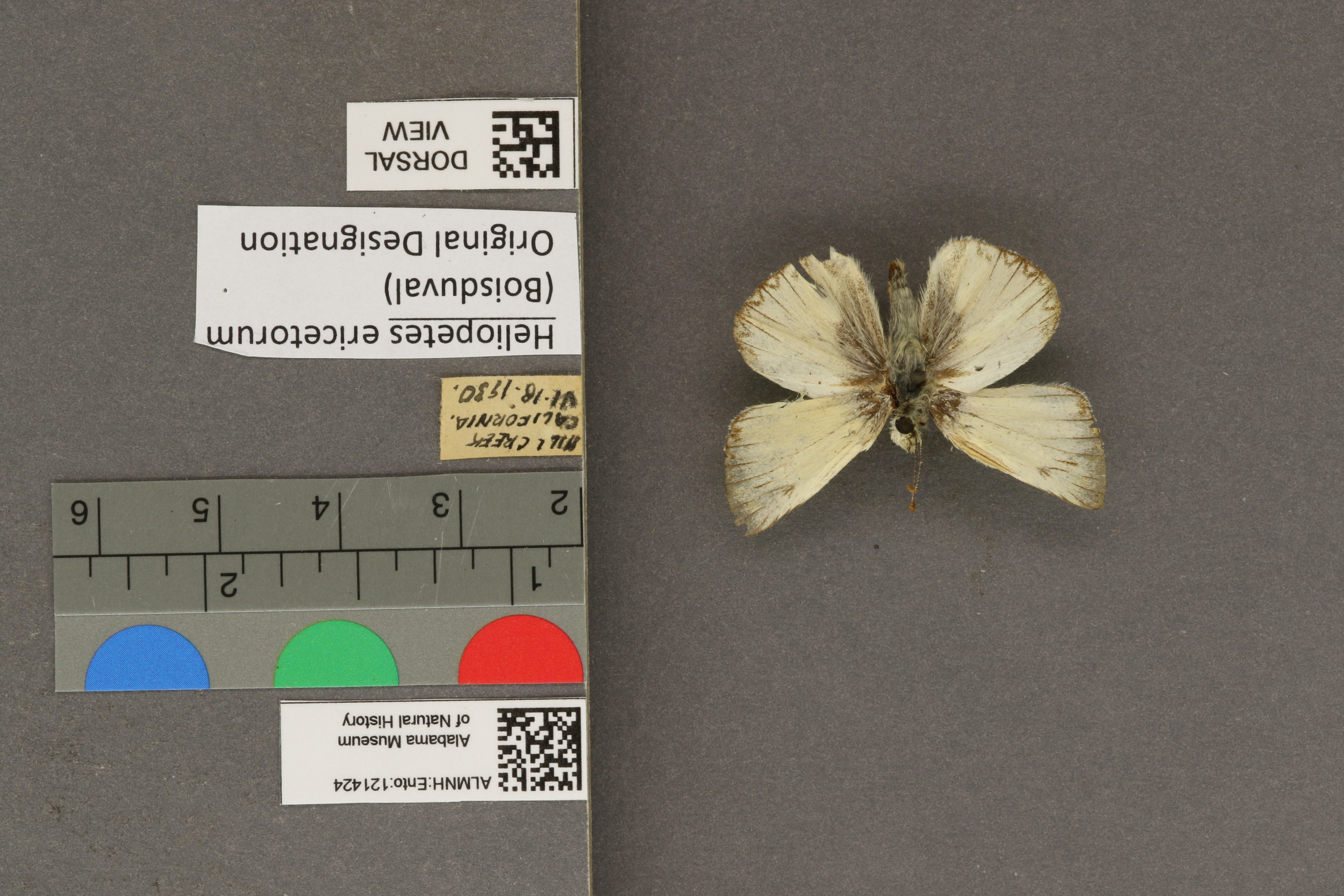 Heliopetes ericetorum