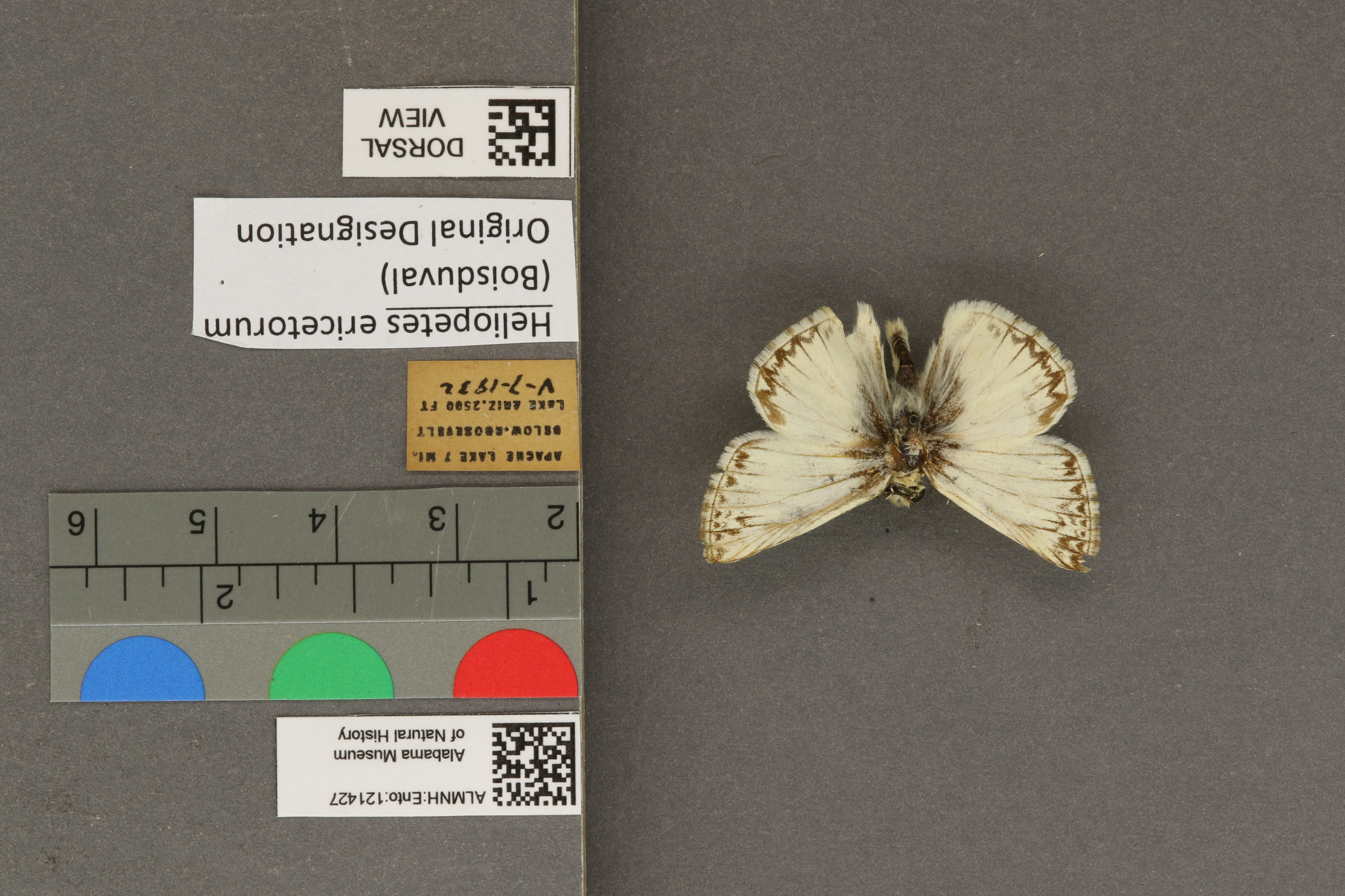 Heliopetes ericetorum