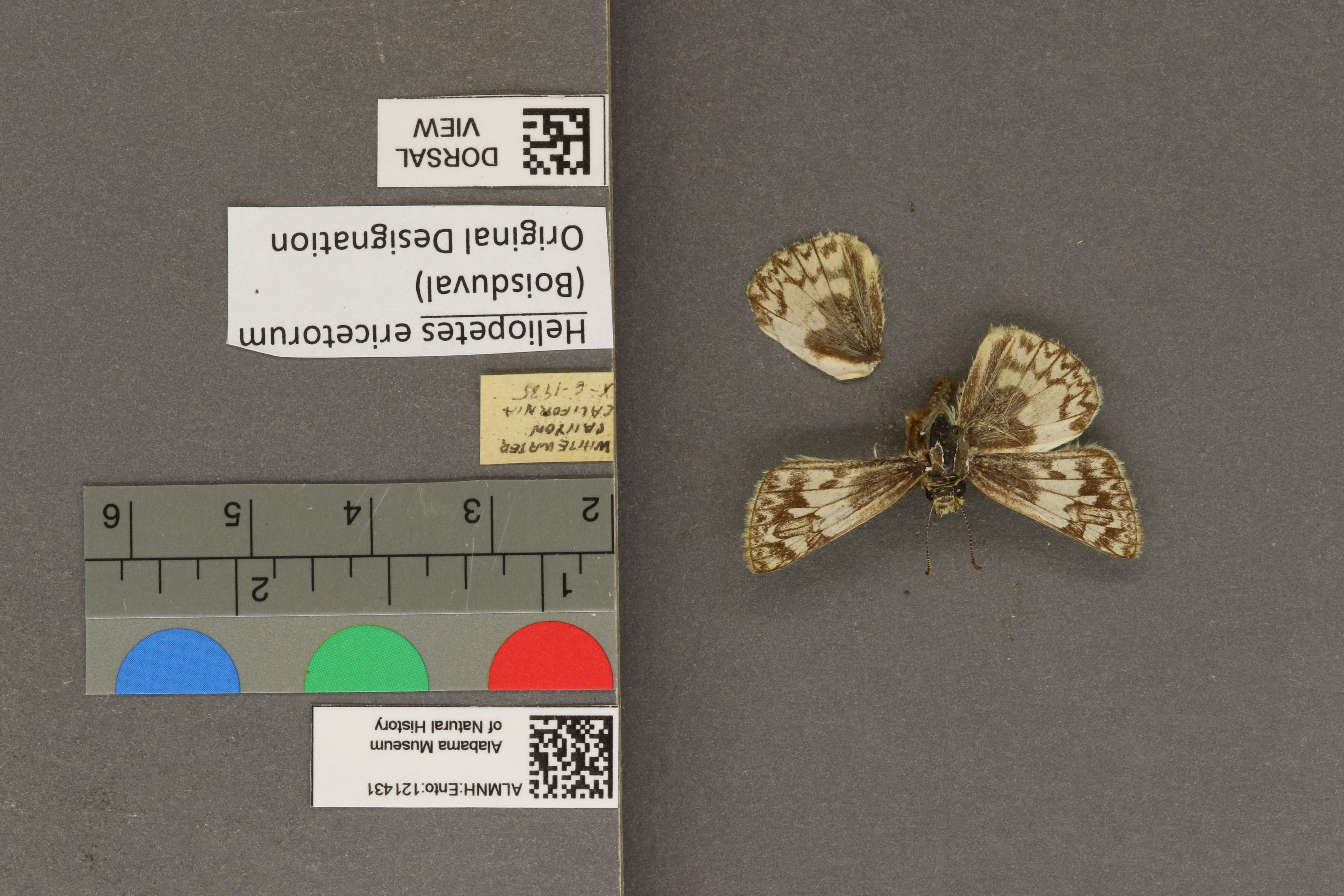 Heliopetes ericetorum