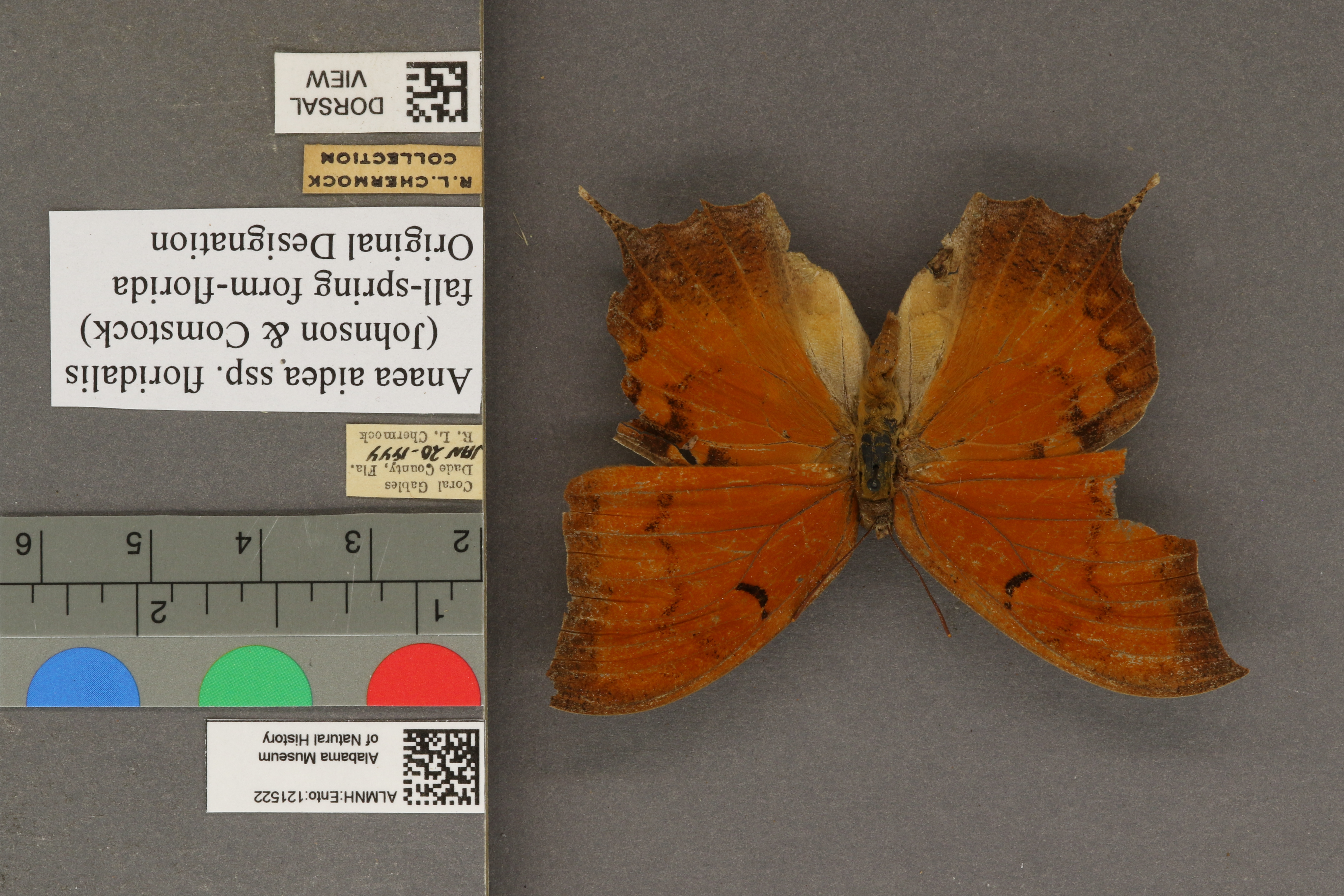 Anaea aidea