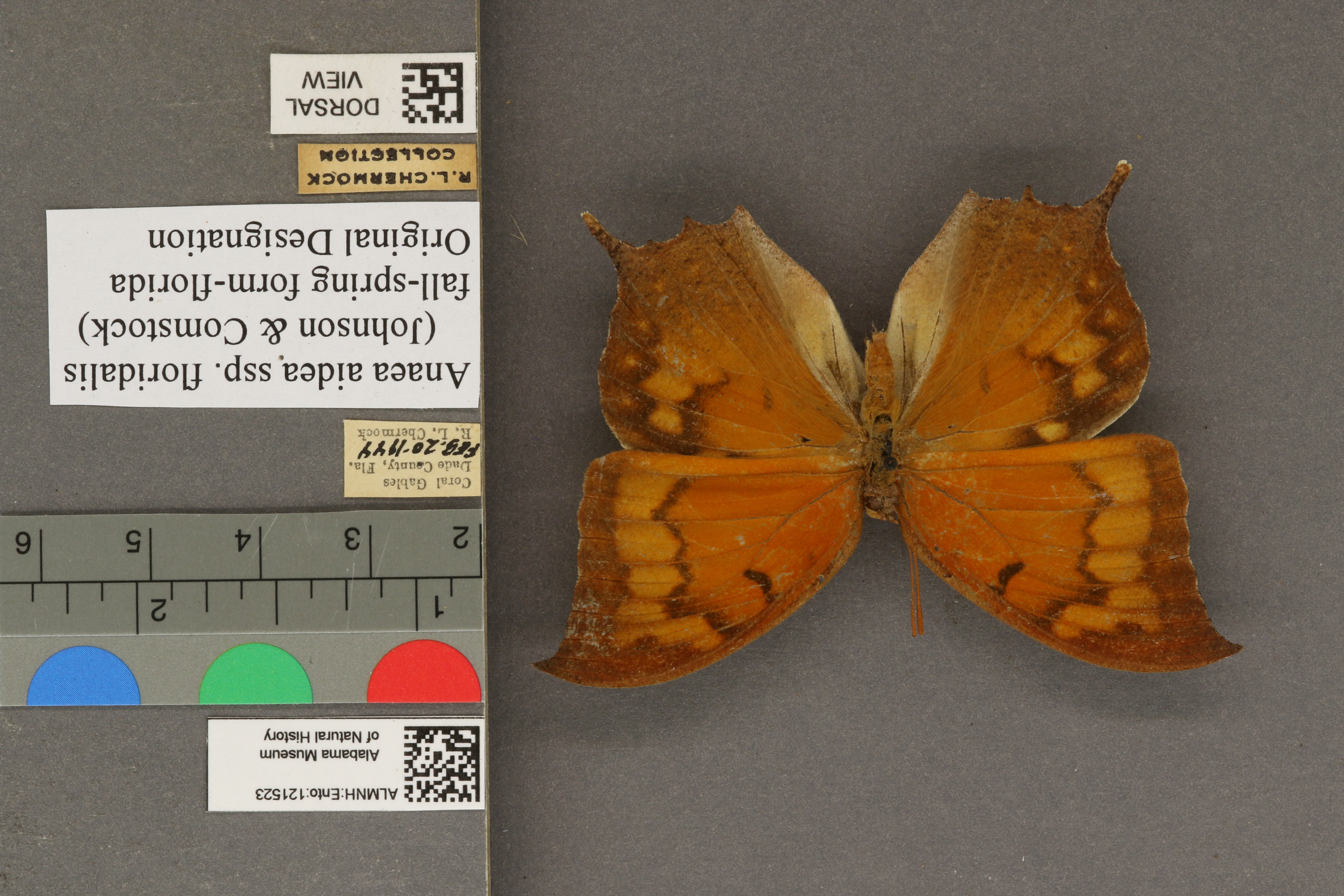 Anaea aidea