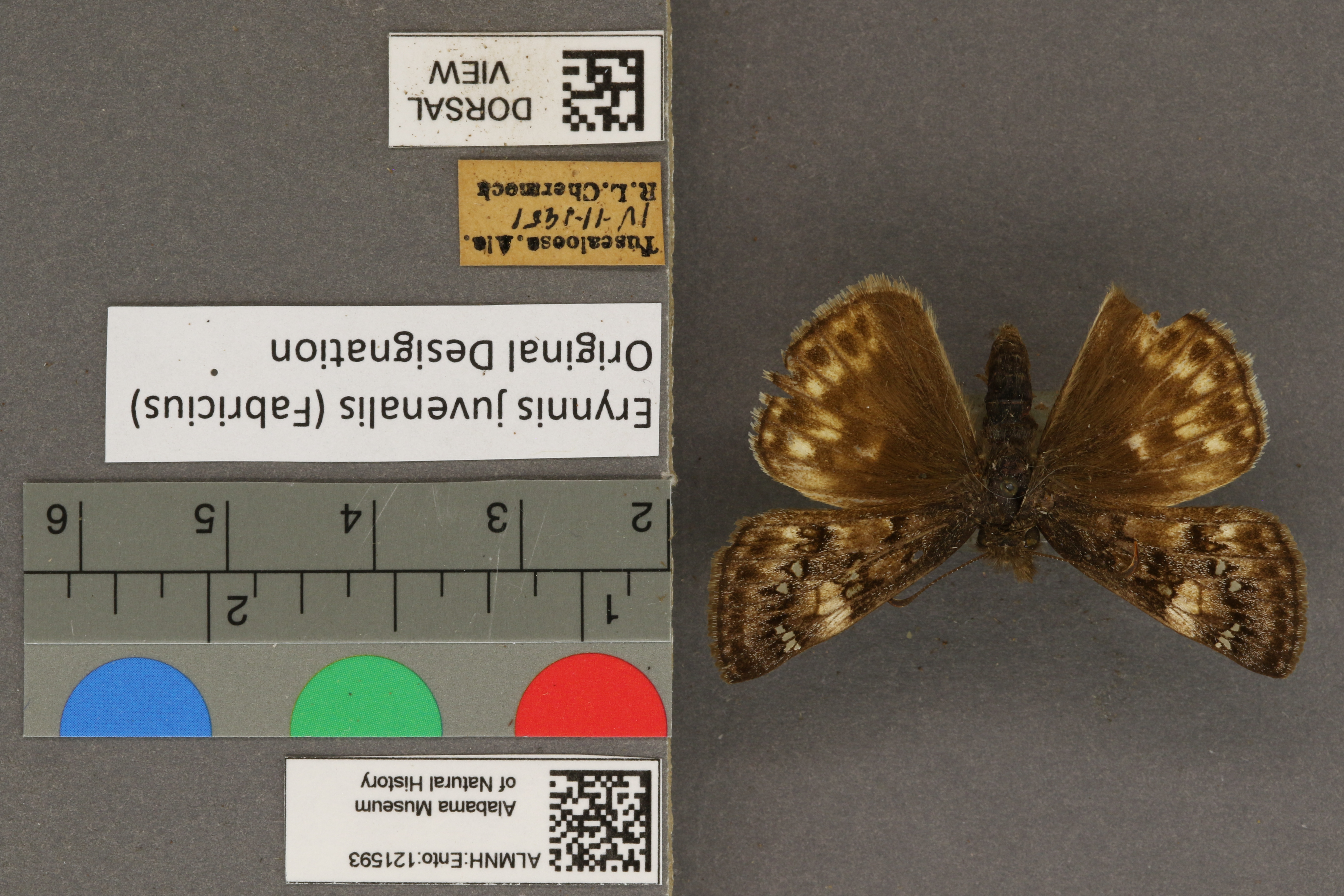 Erynnis juvenalis