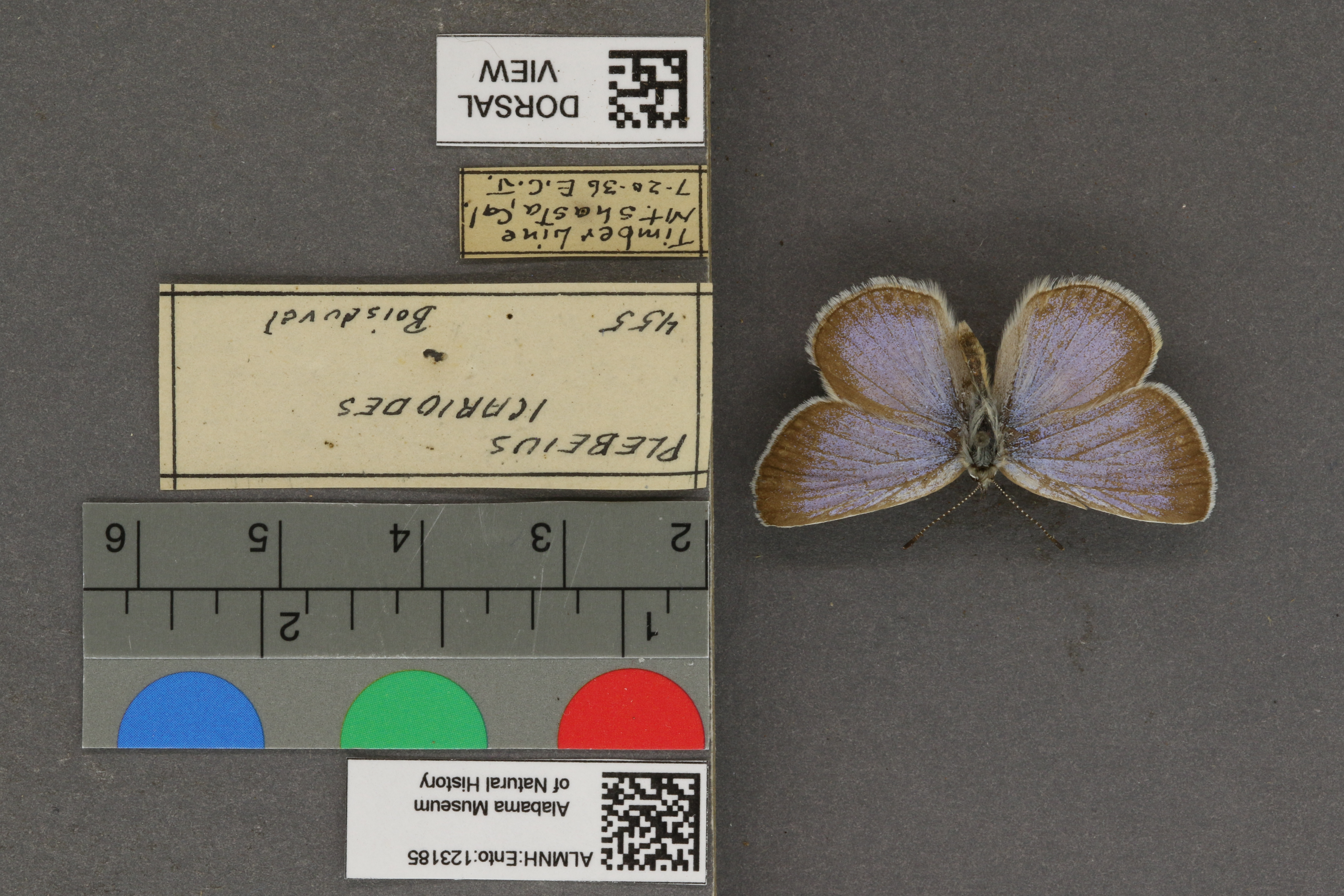 Plebejus icarioides
