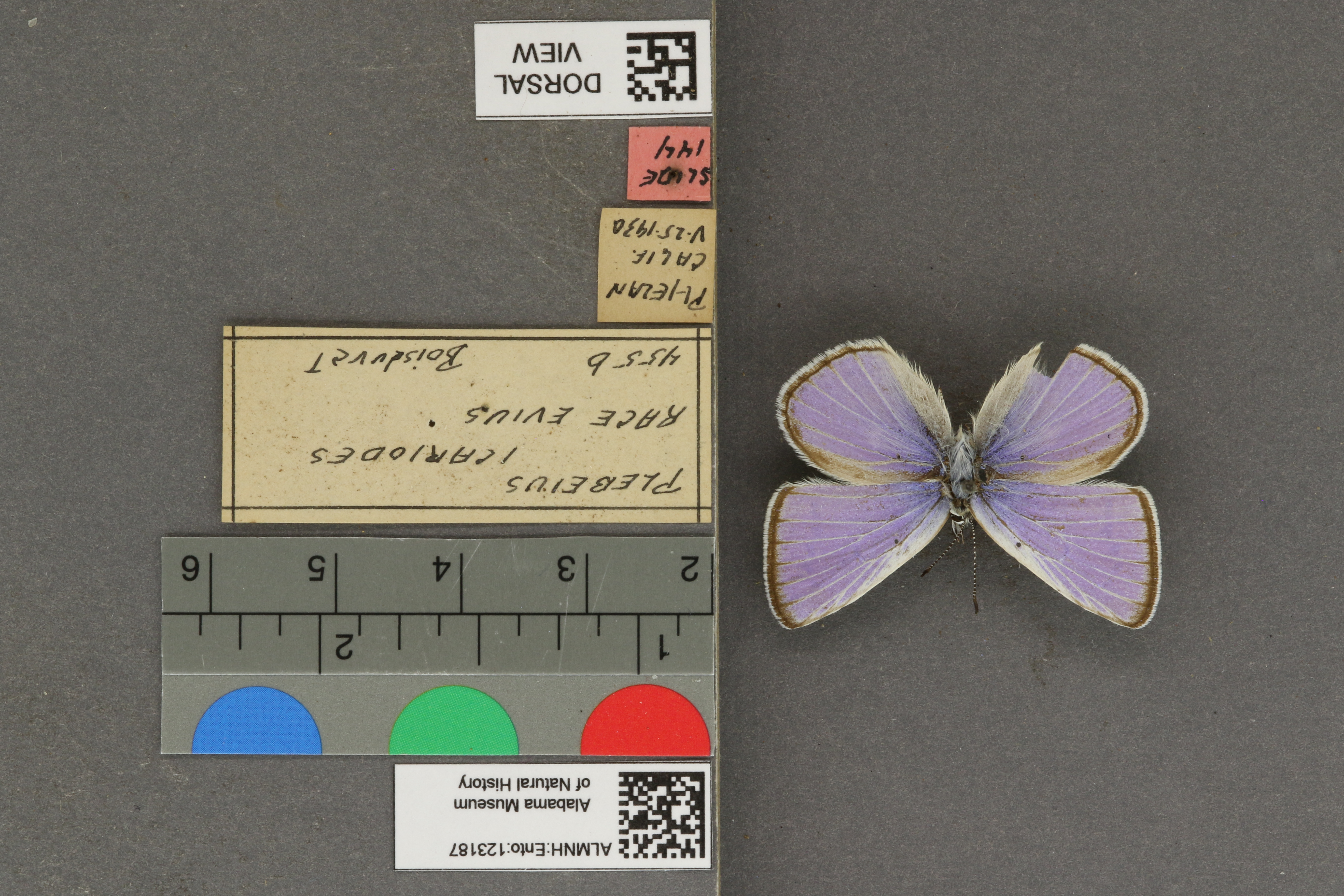Plebejus icarioides