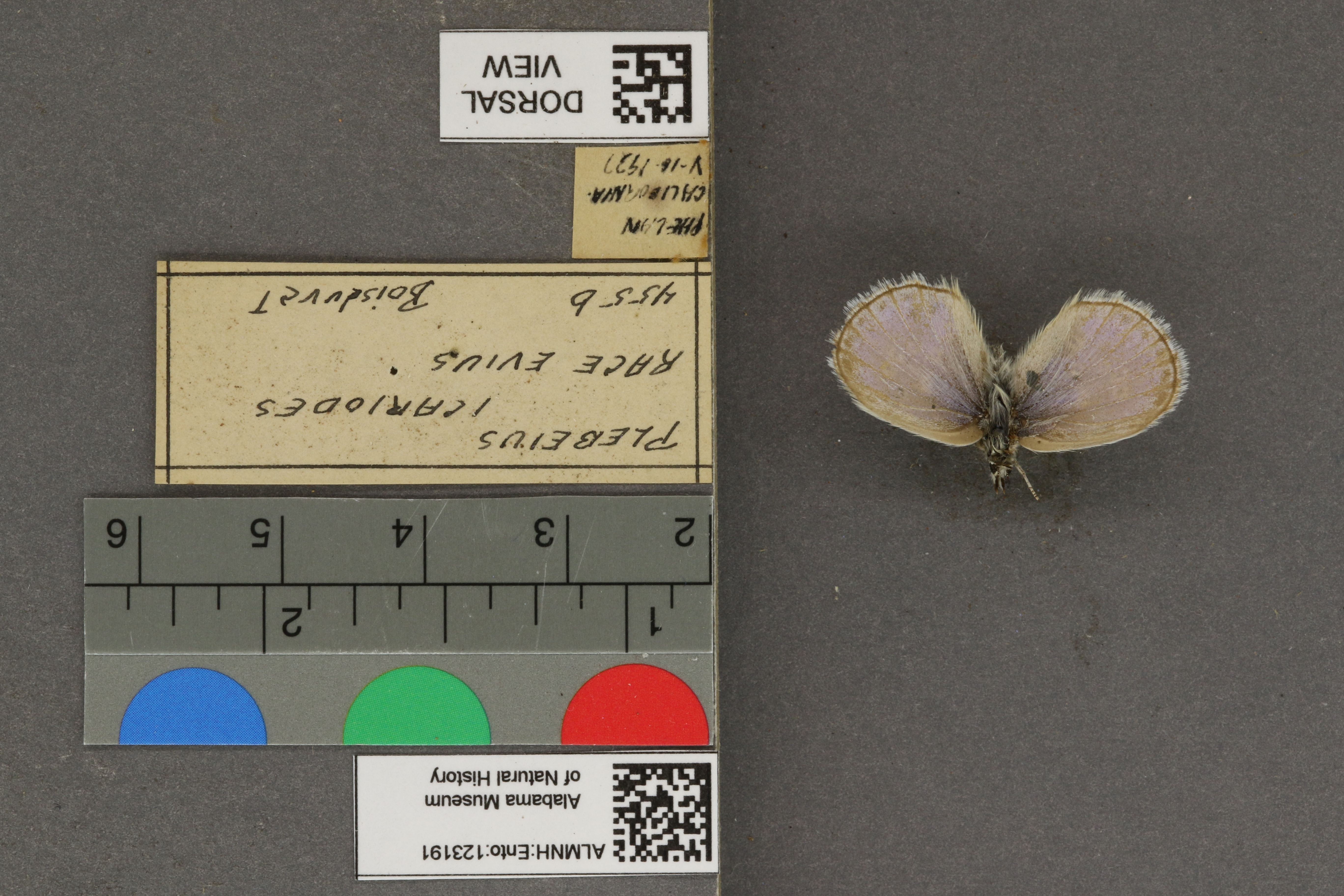Plebejus icarioides