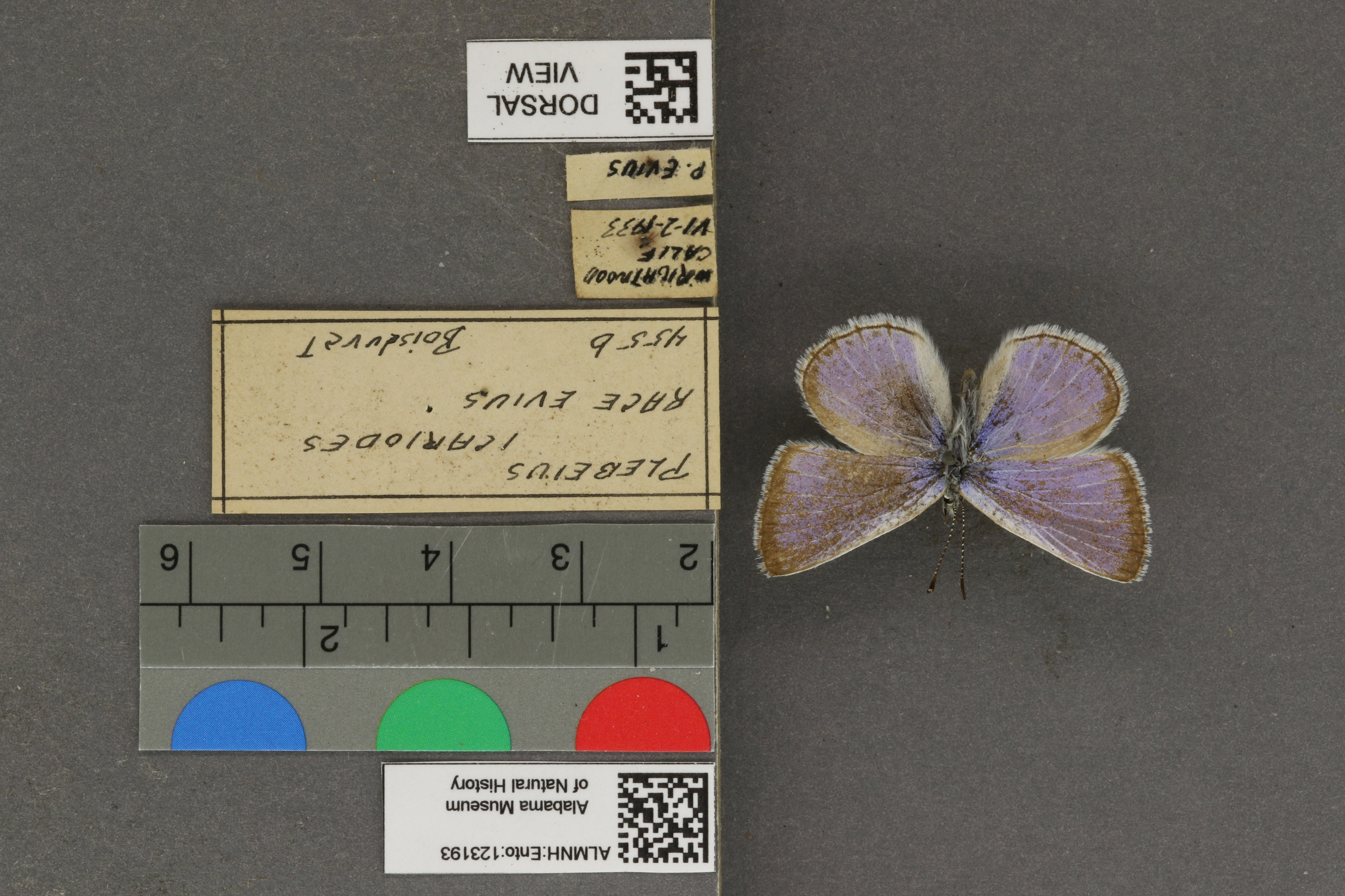 Plebejus icarioides