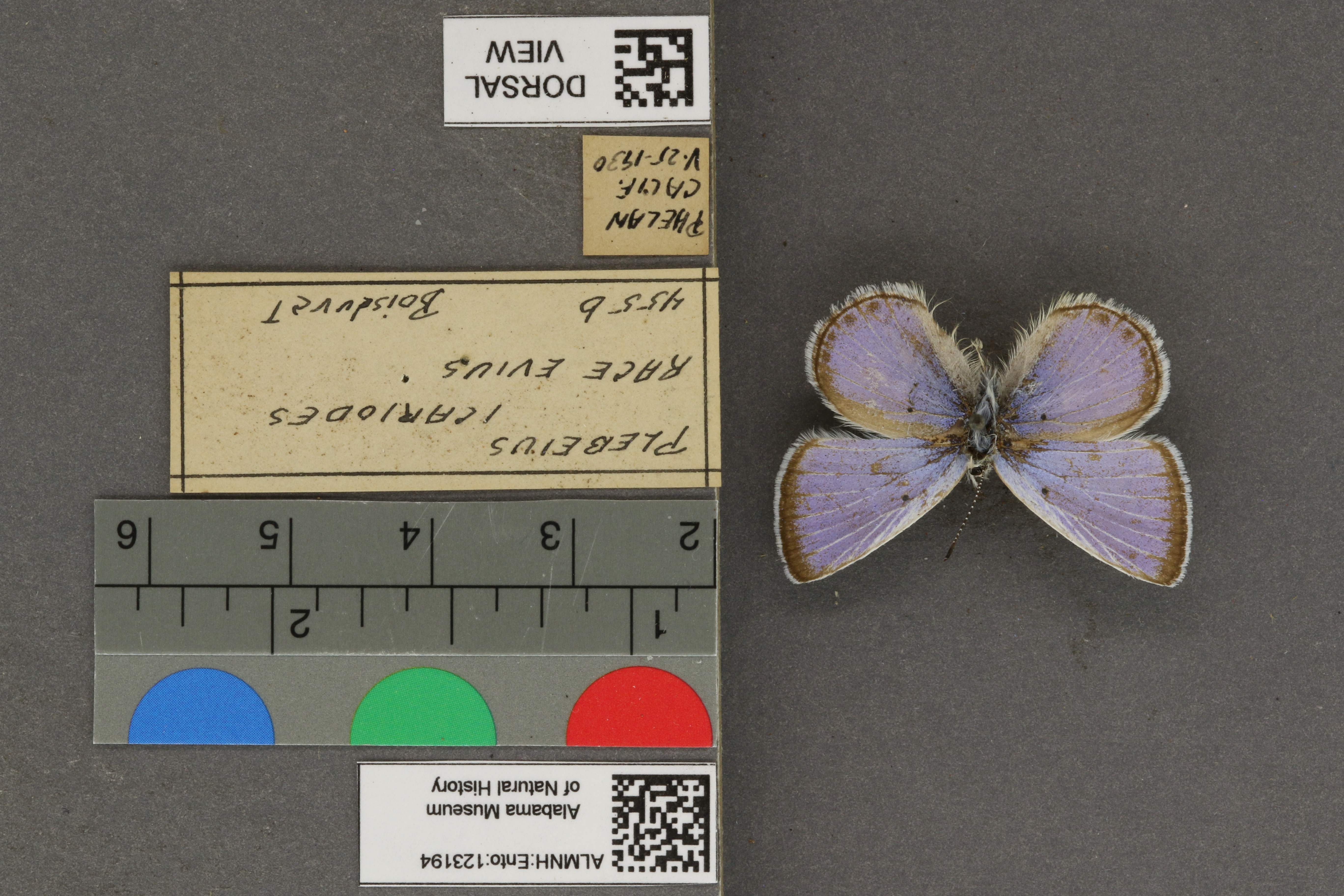 Plebejus icarioides