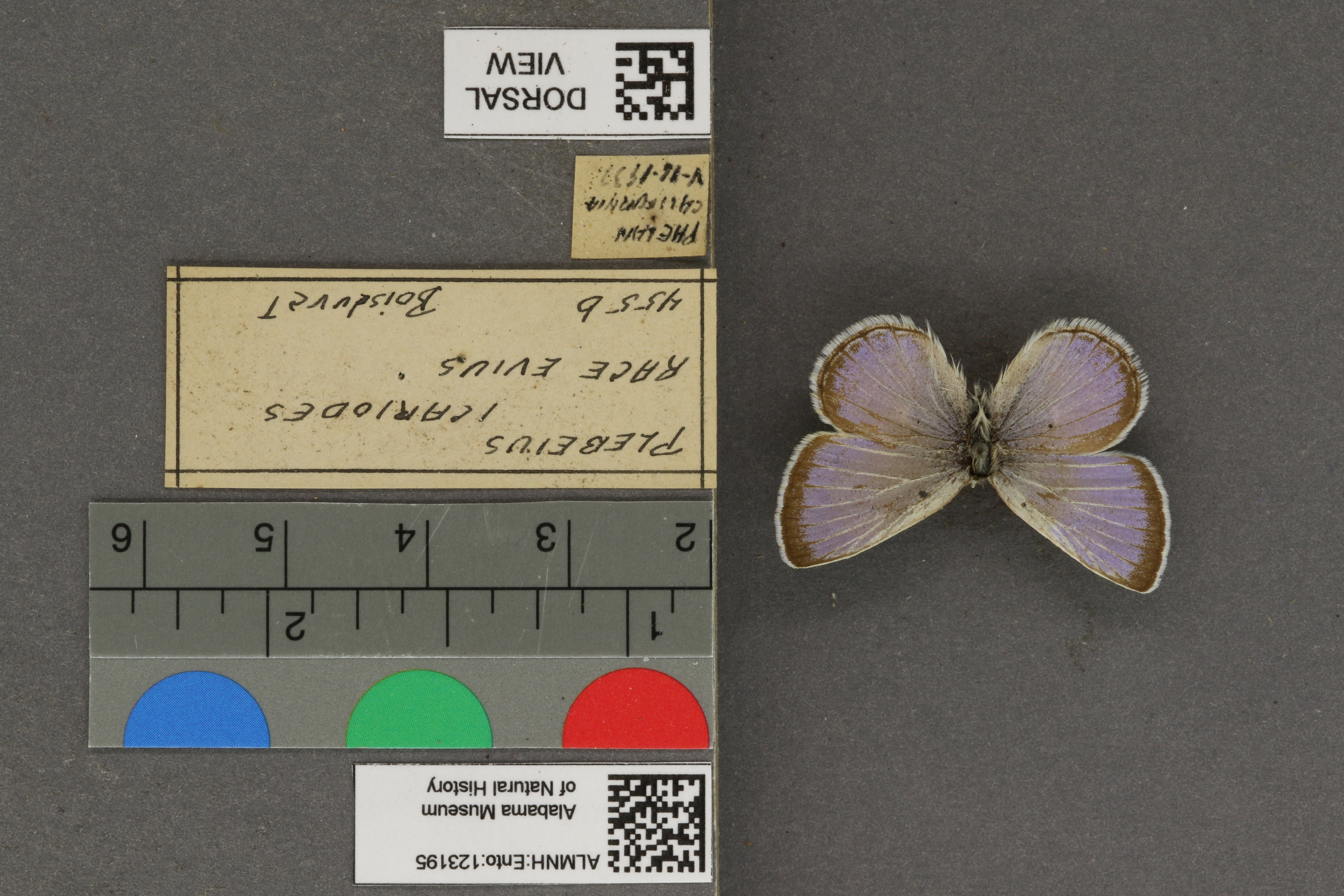 Plebejus icarioides