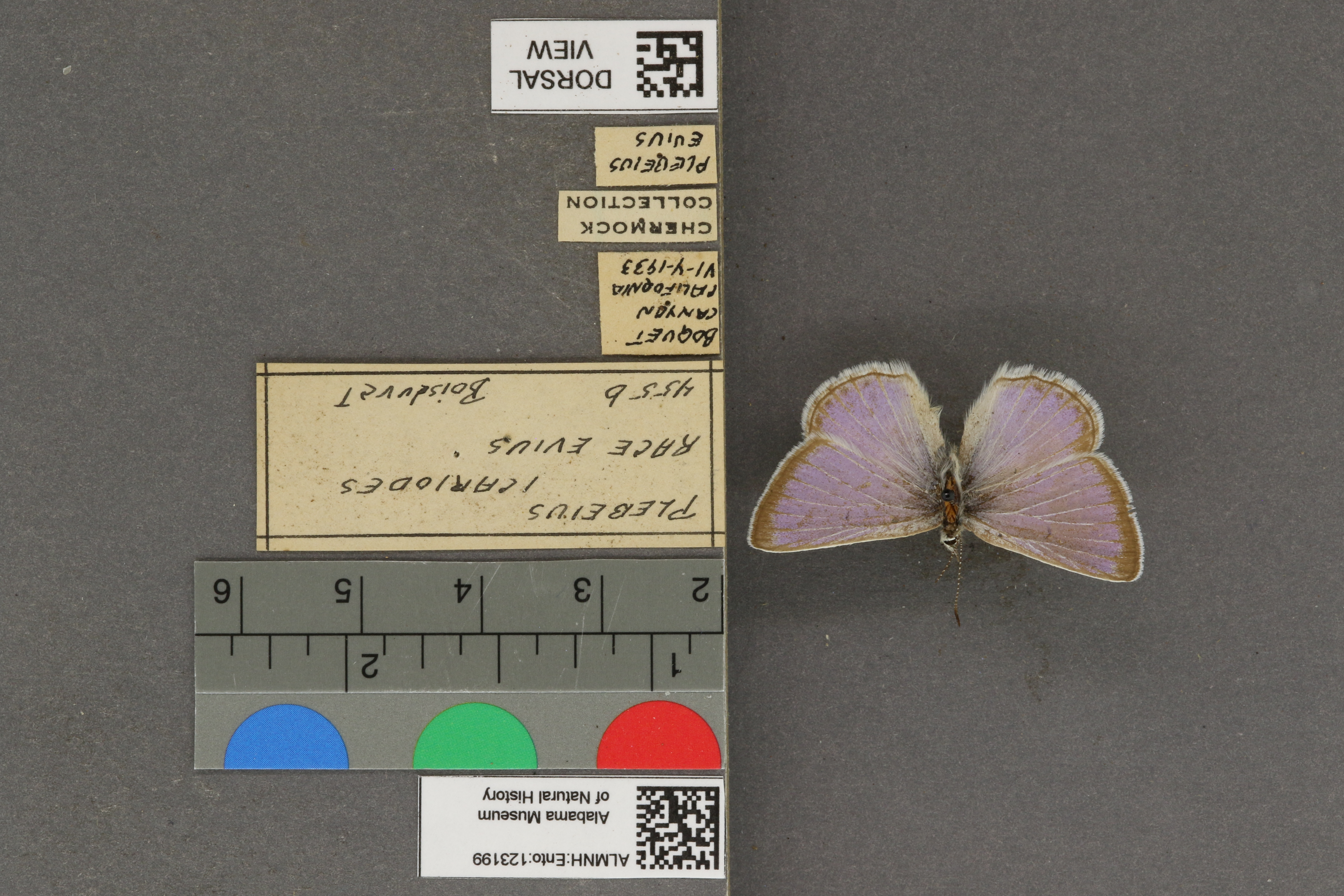 Plebejus icarioides