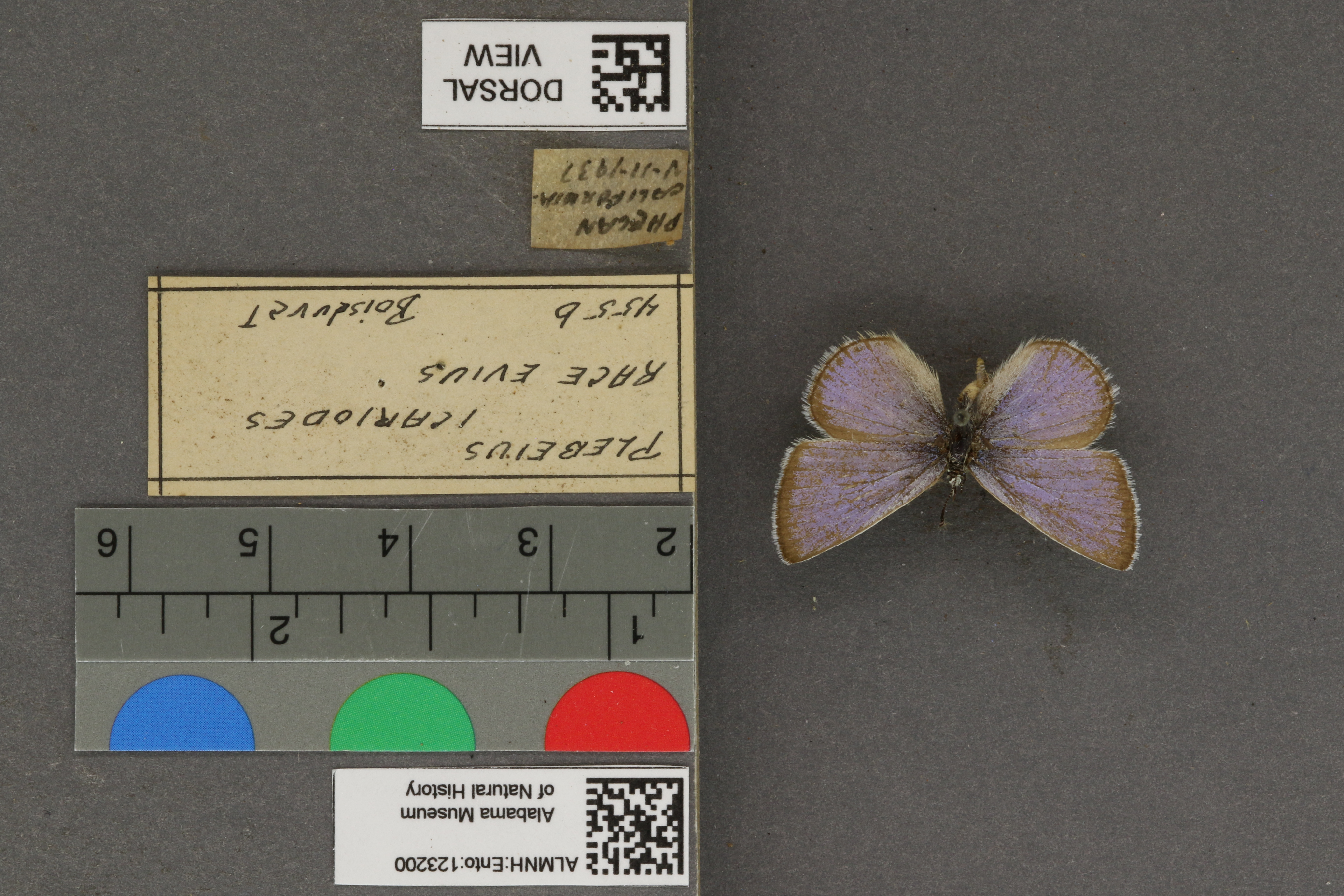Plebejus icarioides