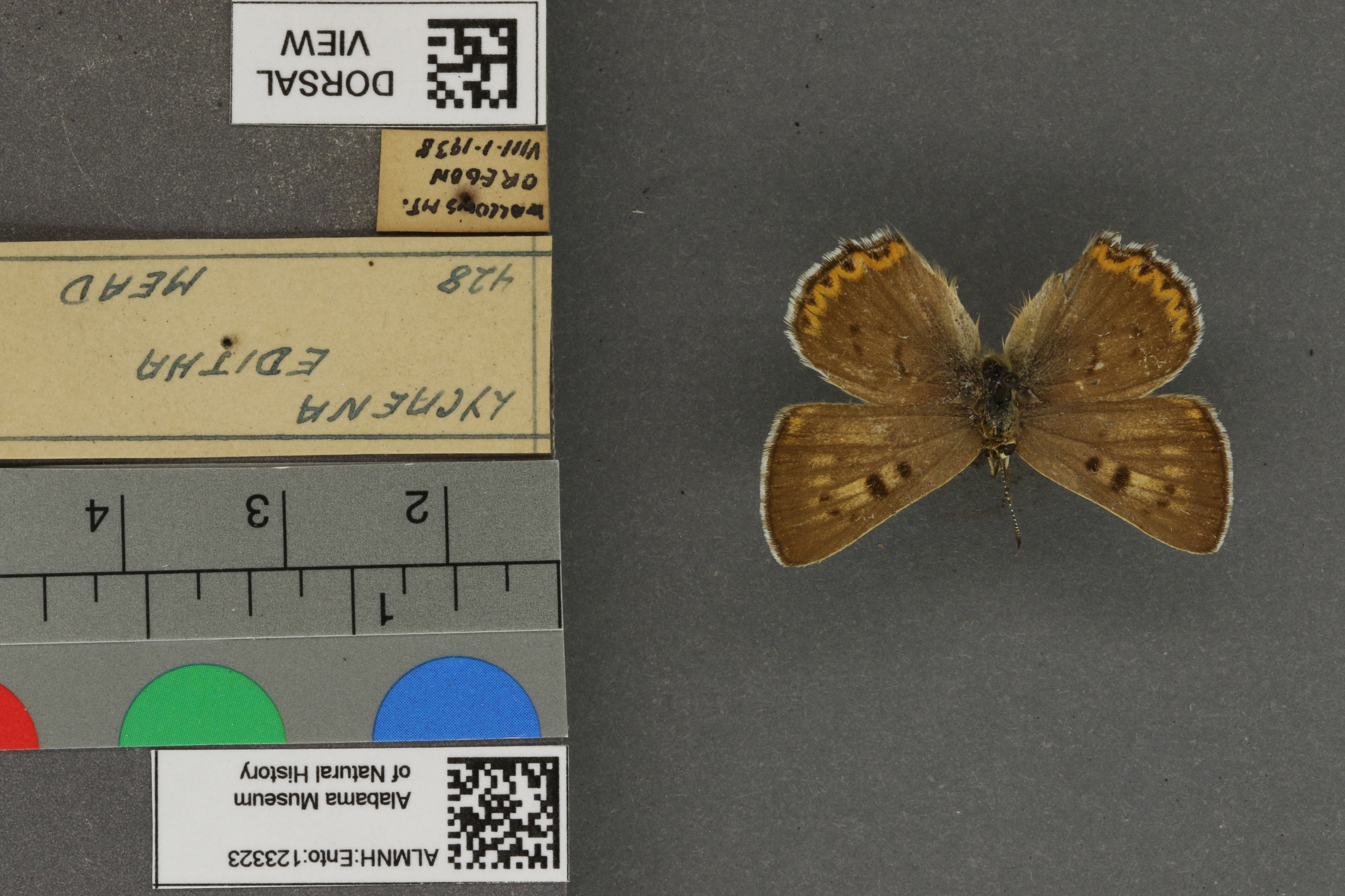 Lycaena editha