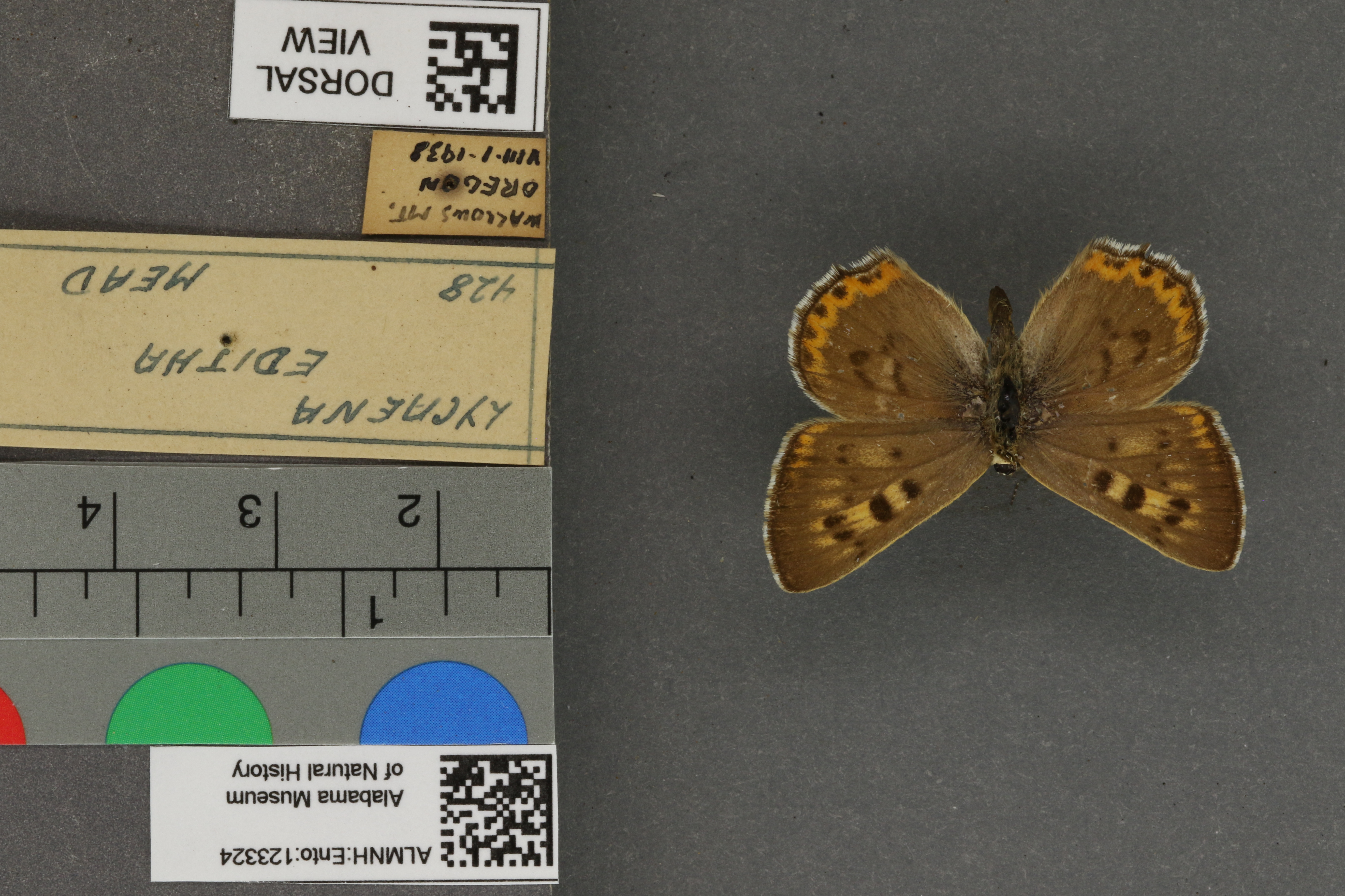 Lycaena editha
