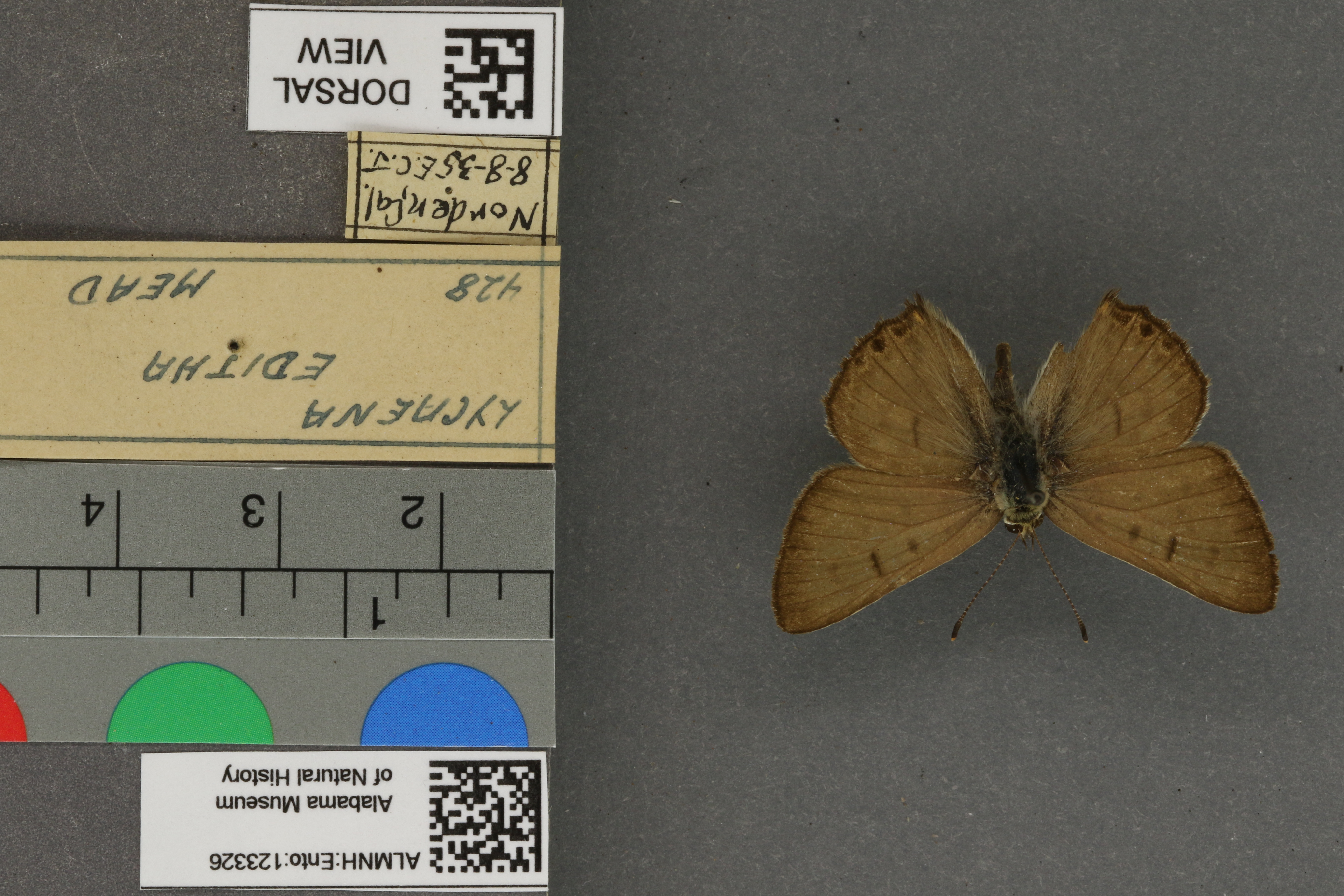 Lycaena editha