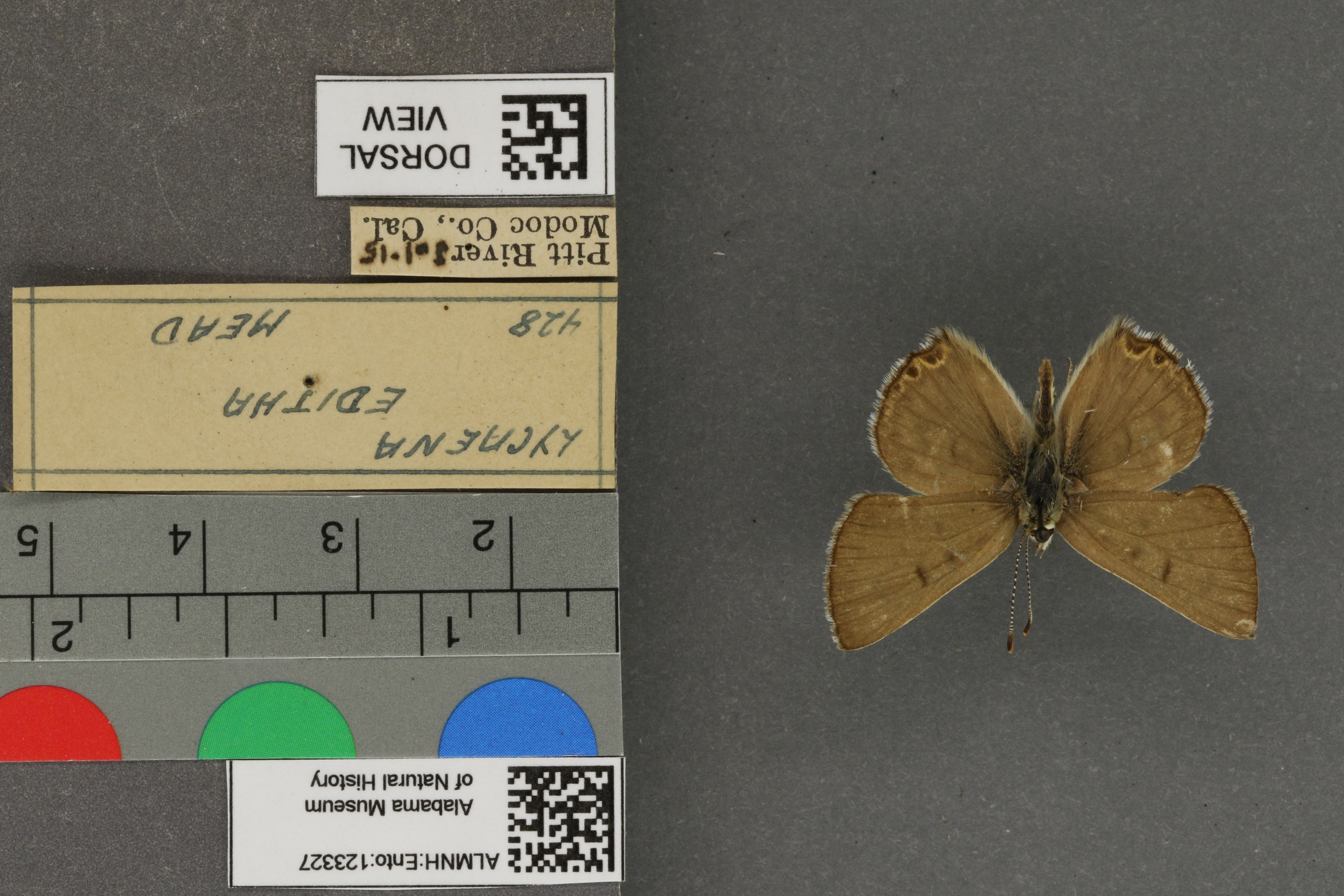 Lycaena editha