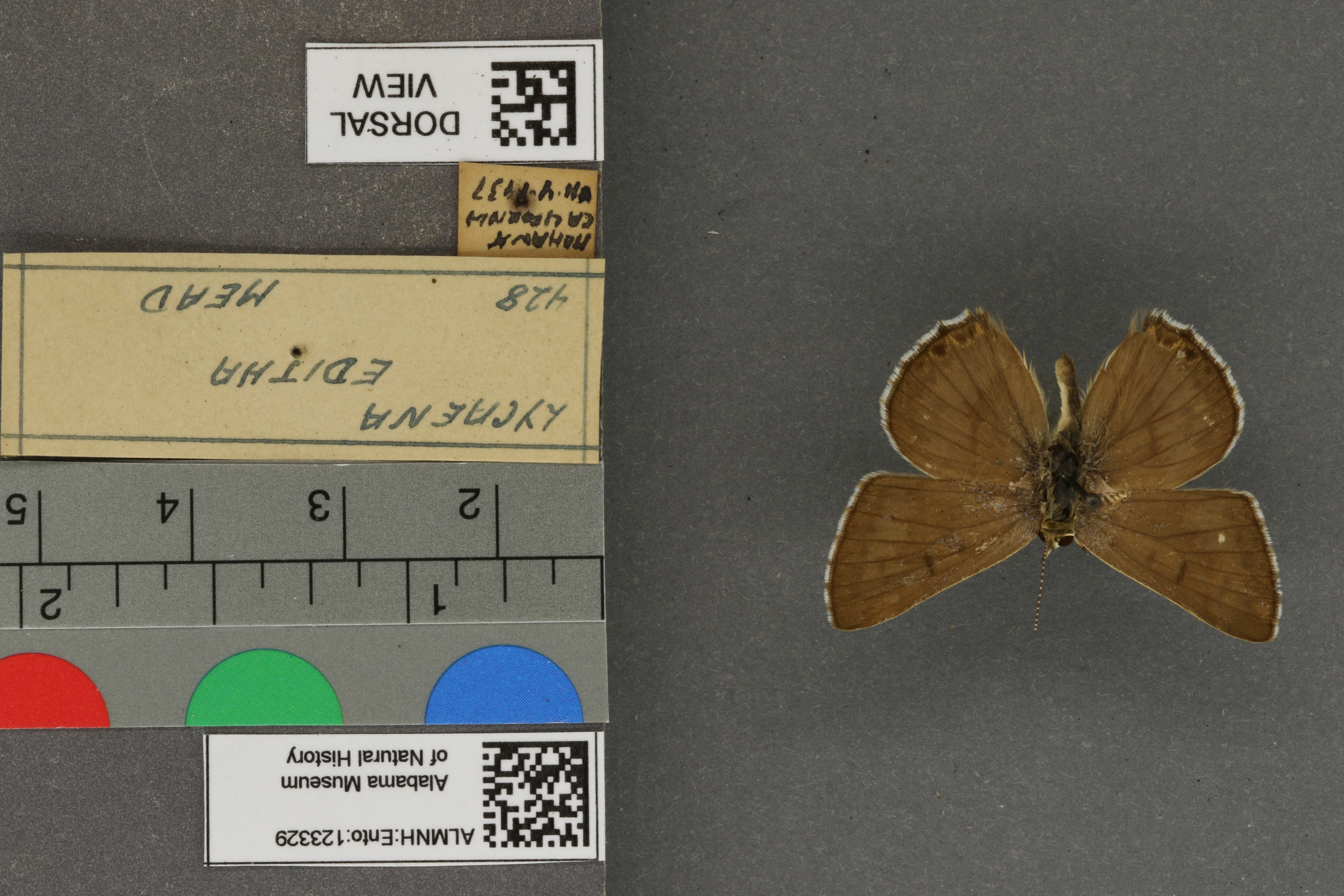 Lycaena editha