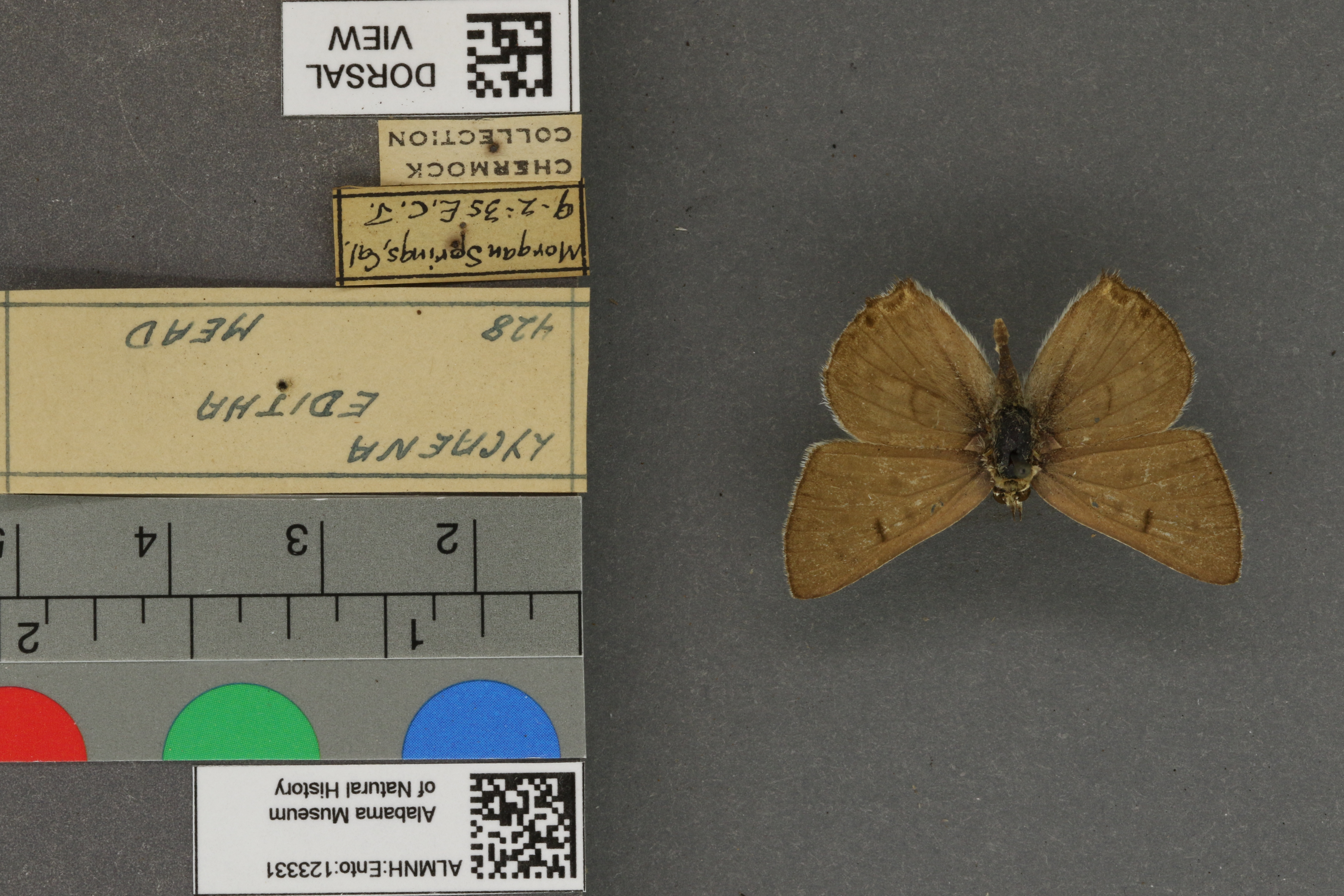Lycaena editha