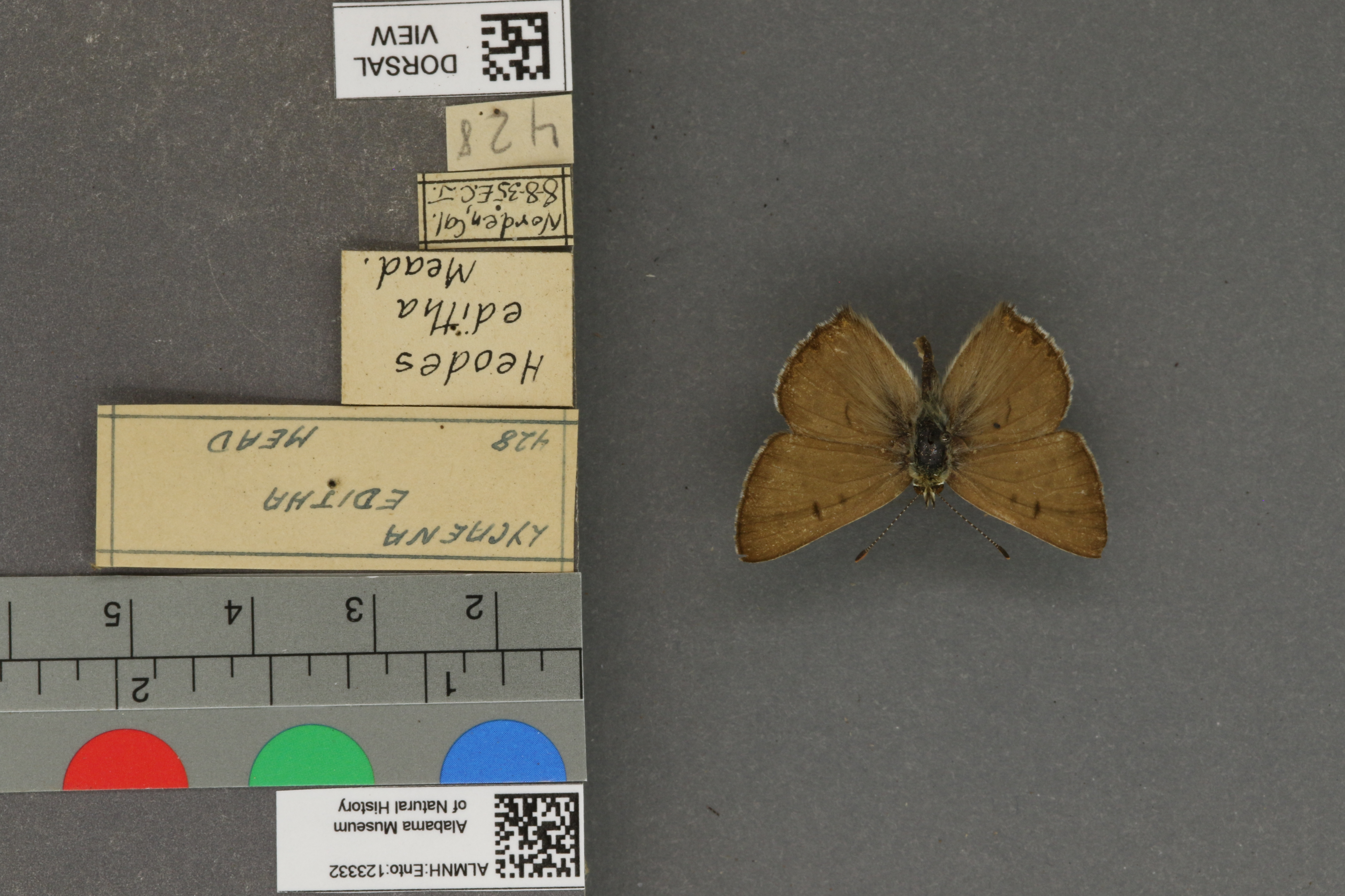 Lycaena editha