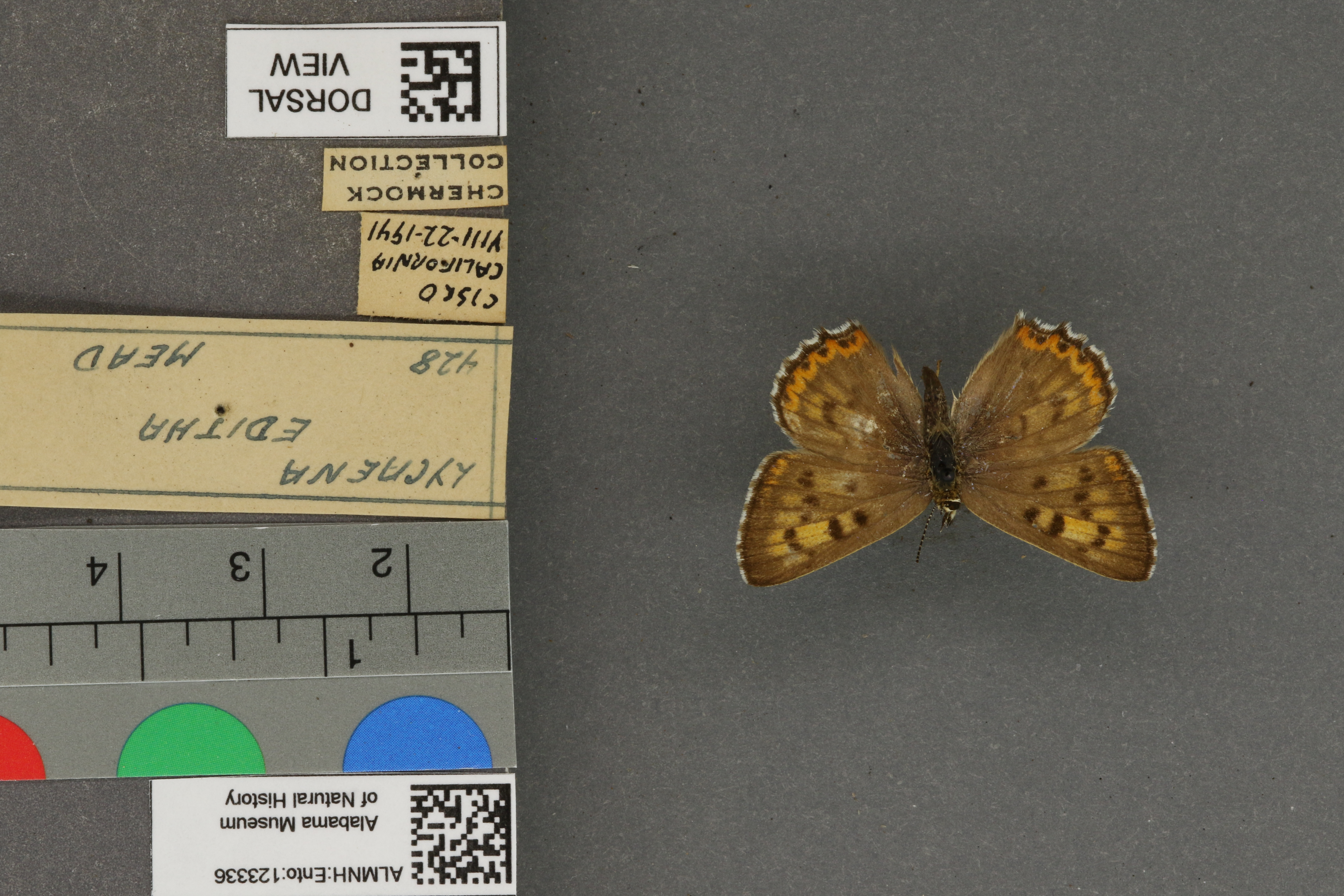 Lycaena editha