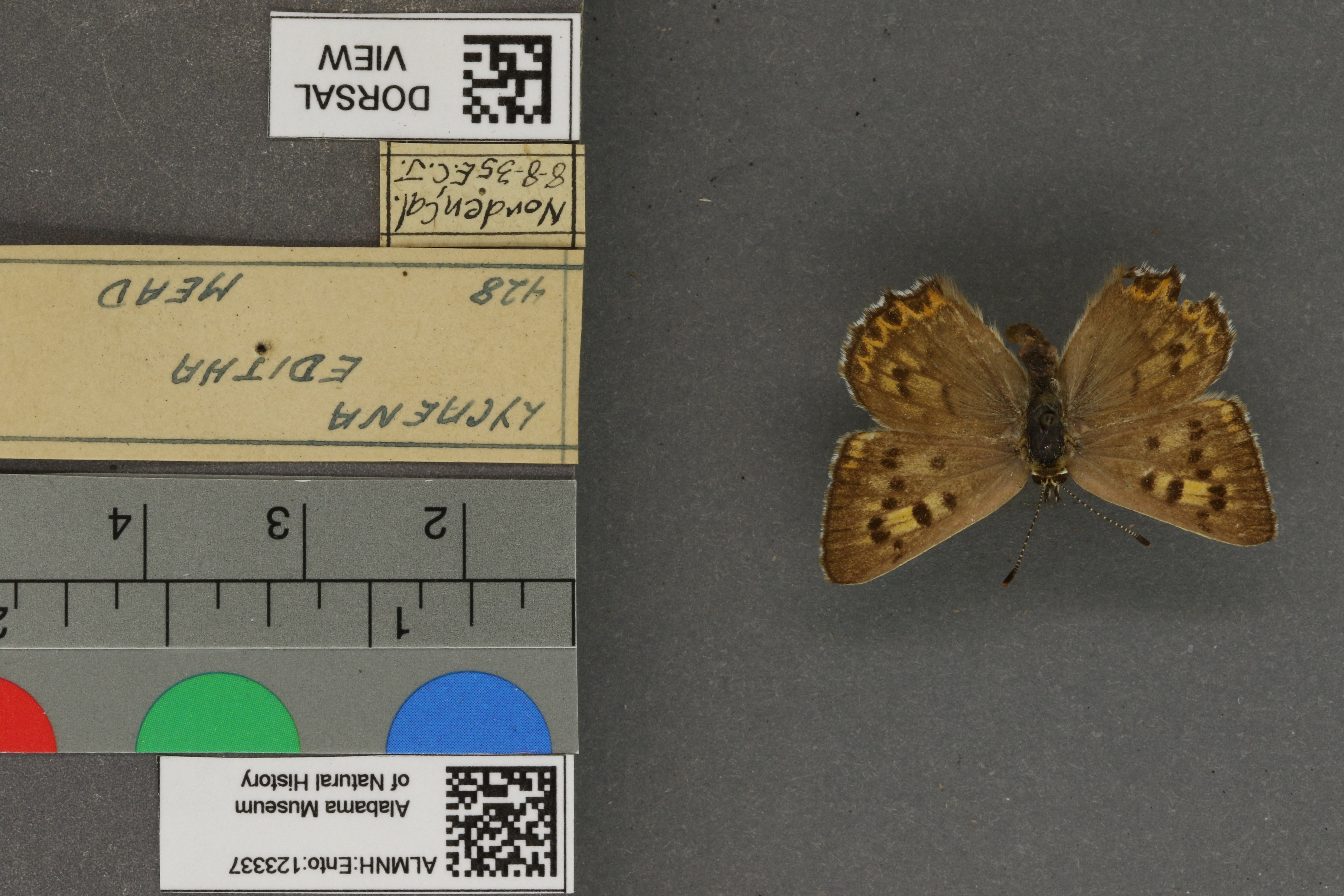 Lycaena editha