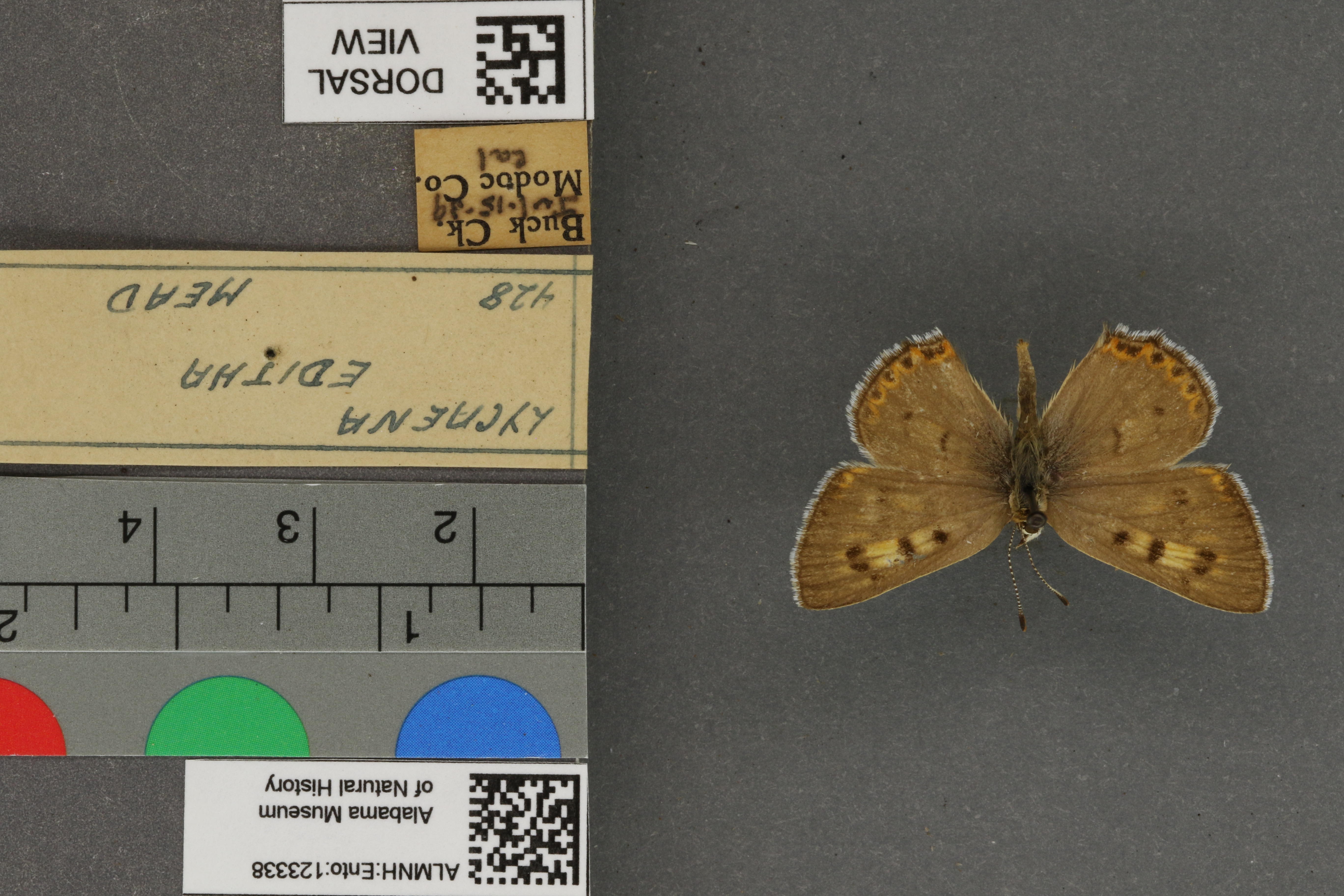 Lycaena editha