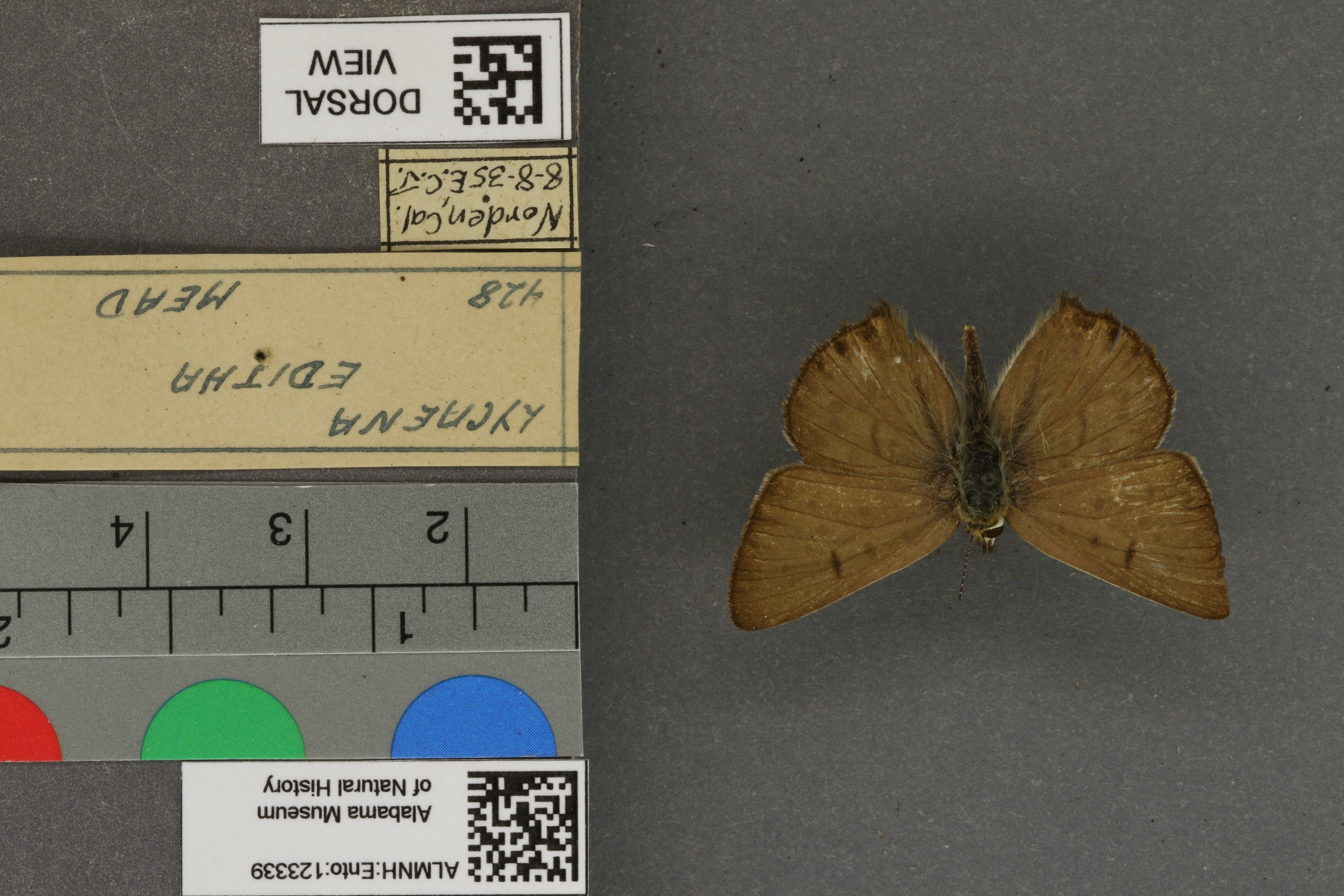 Lycaena editha