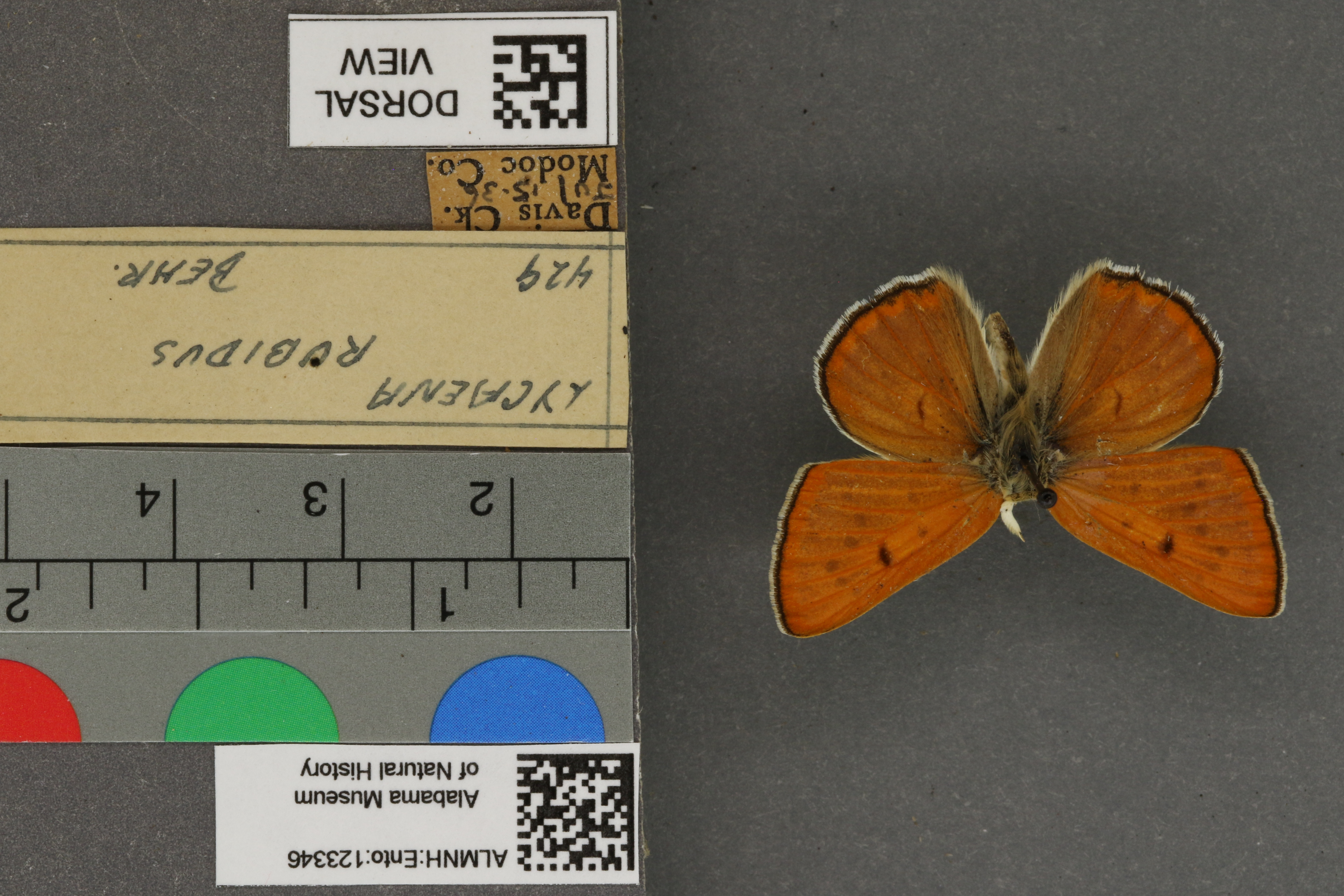 Lycaena rubidus