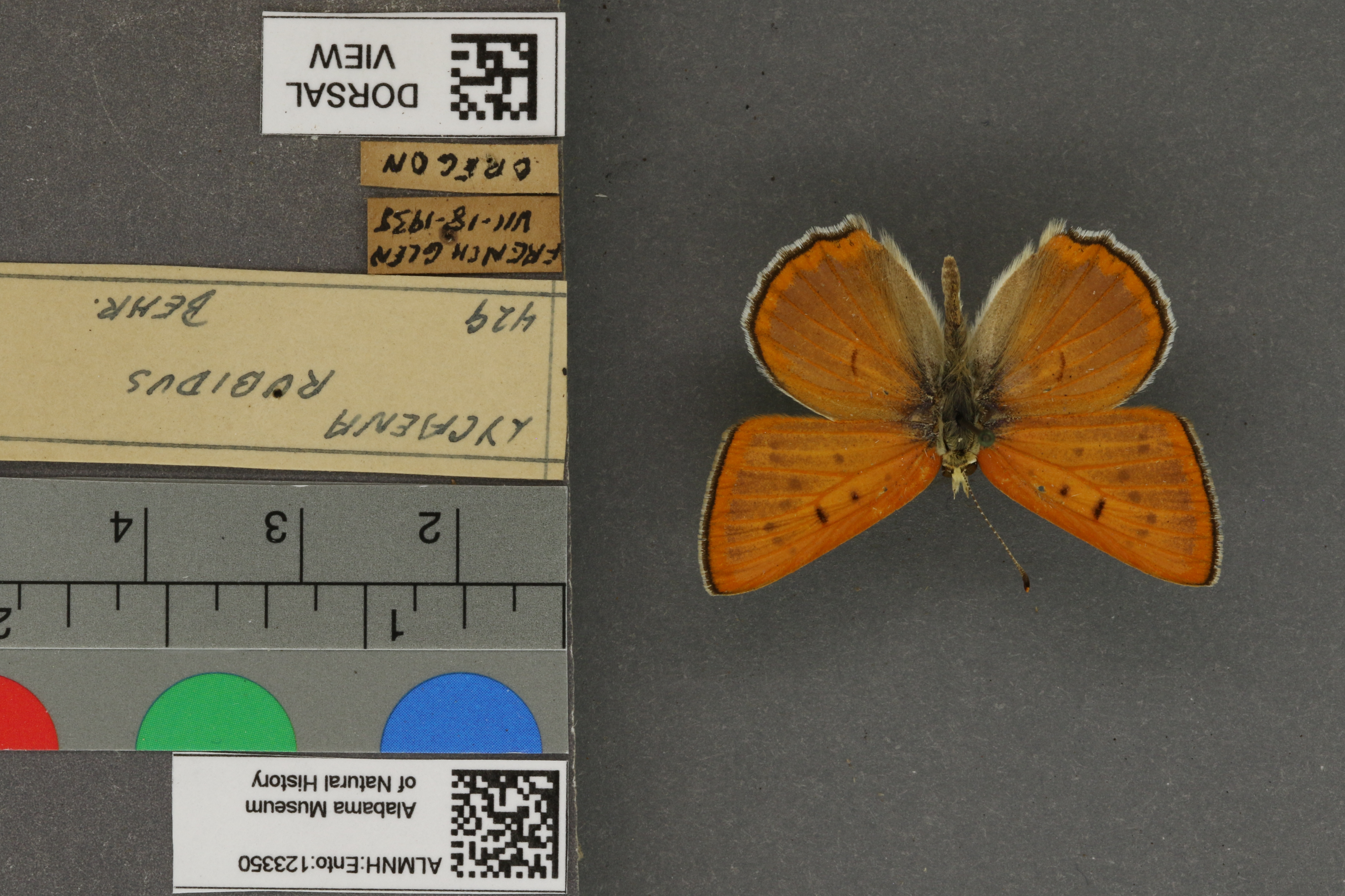 Lycaena rubidus