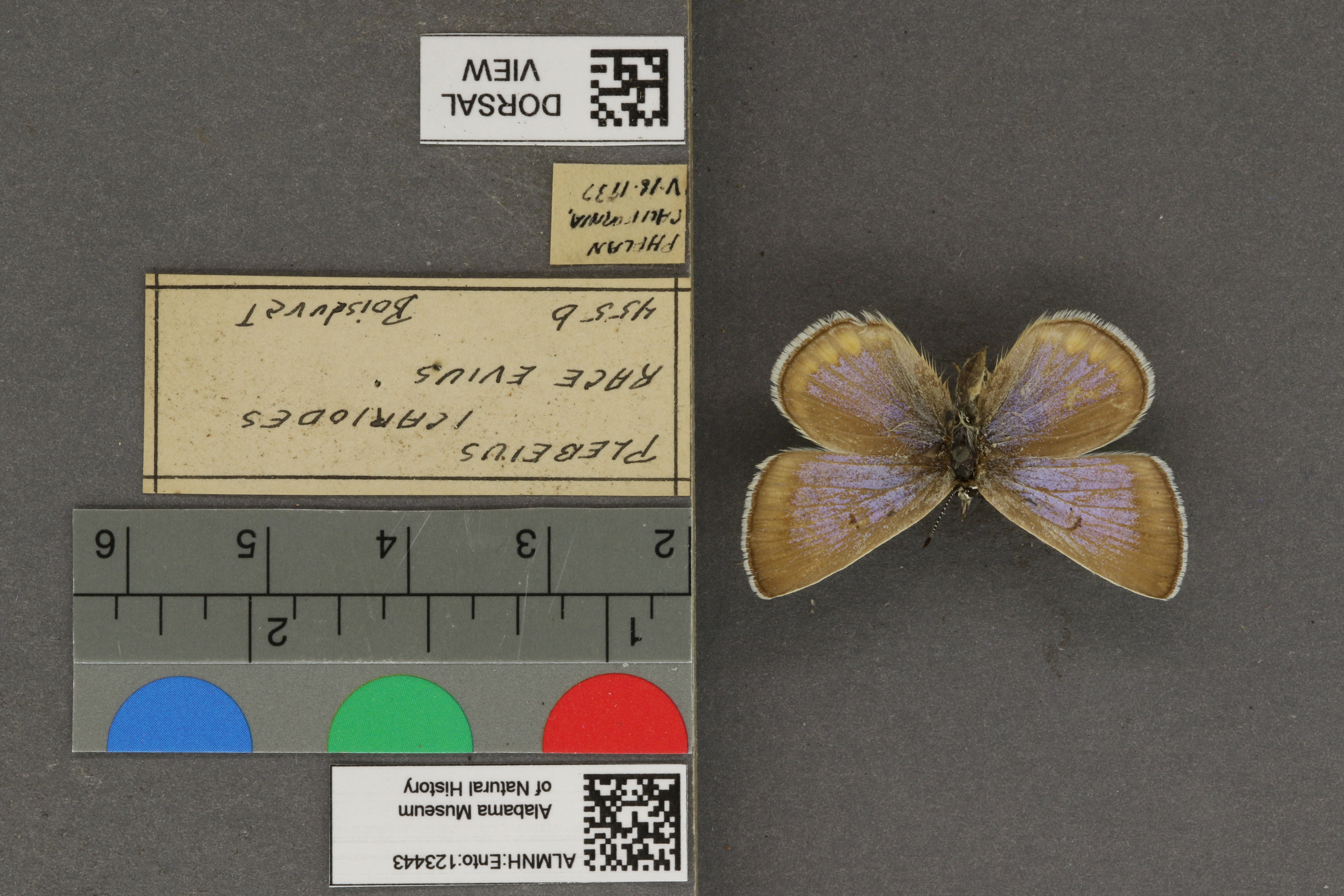 Plebejus icarioides