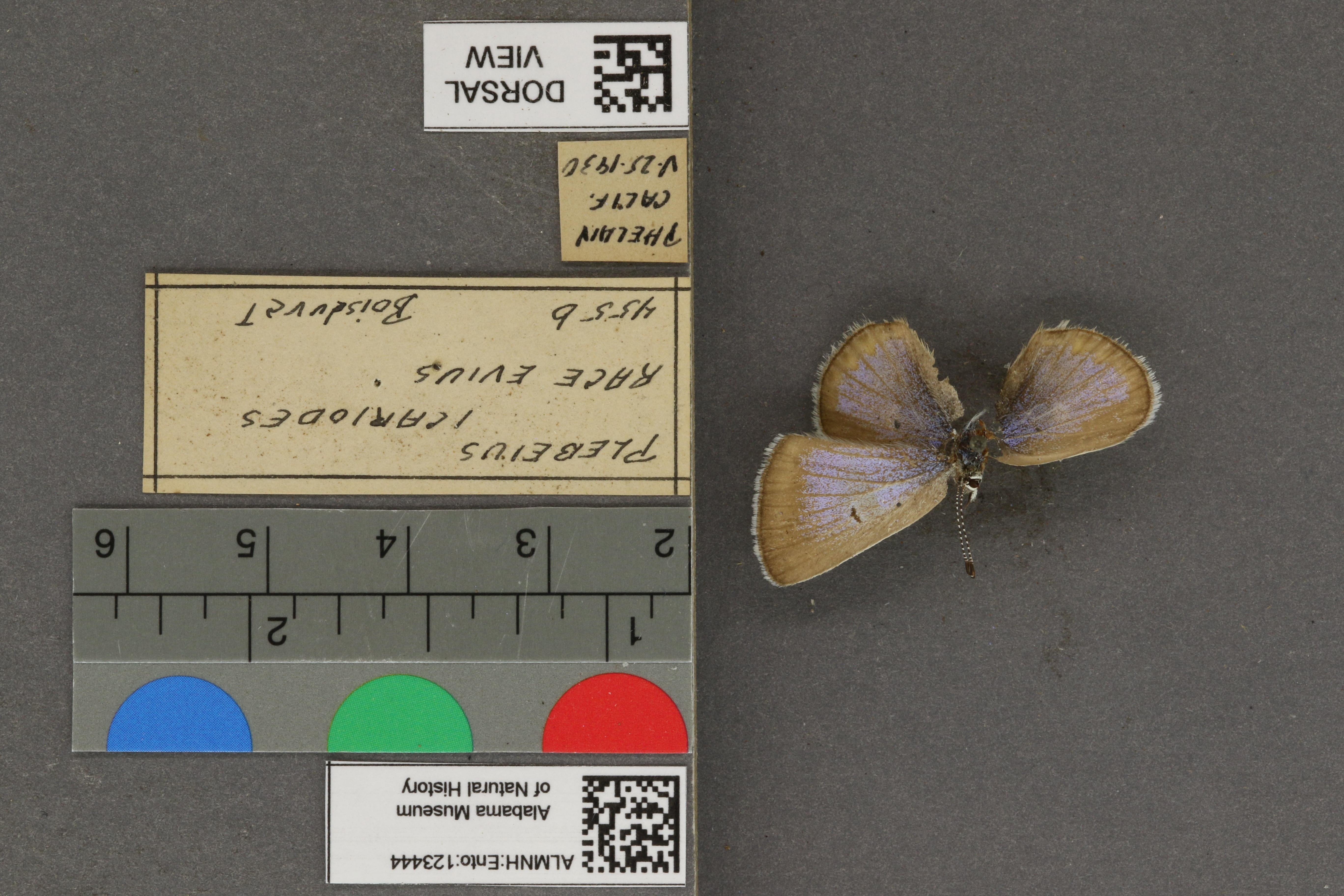 Plebejus icarioides