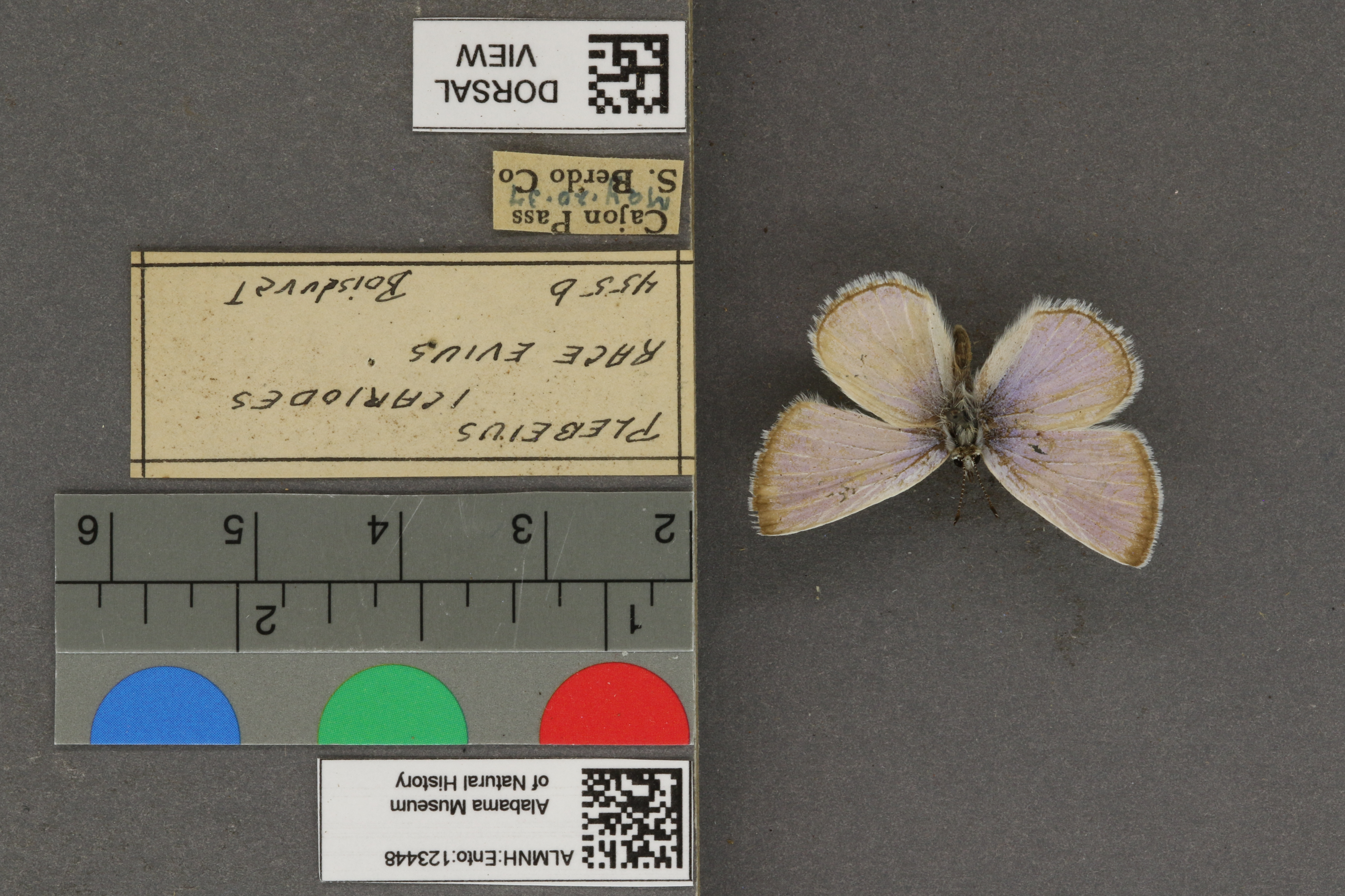 Plebejus icarioides