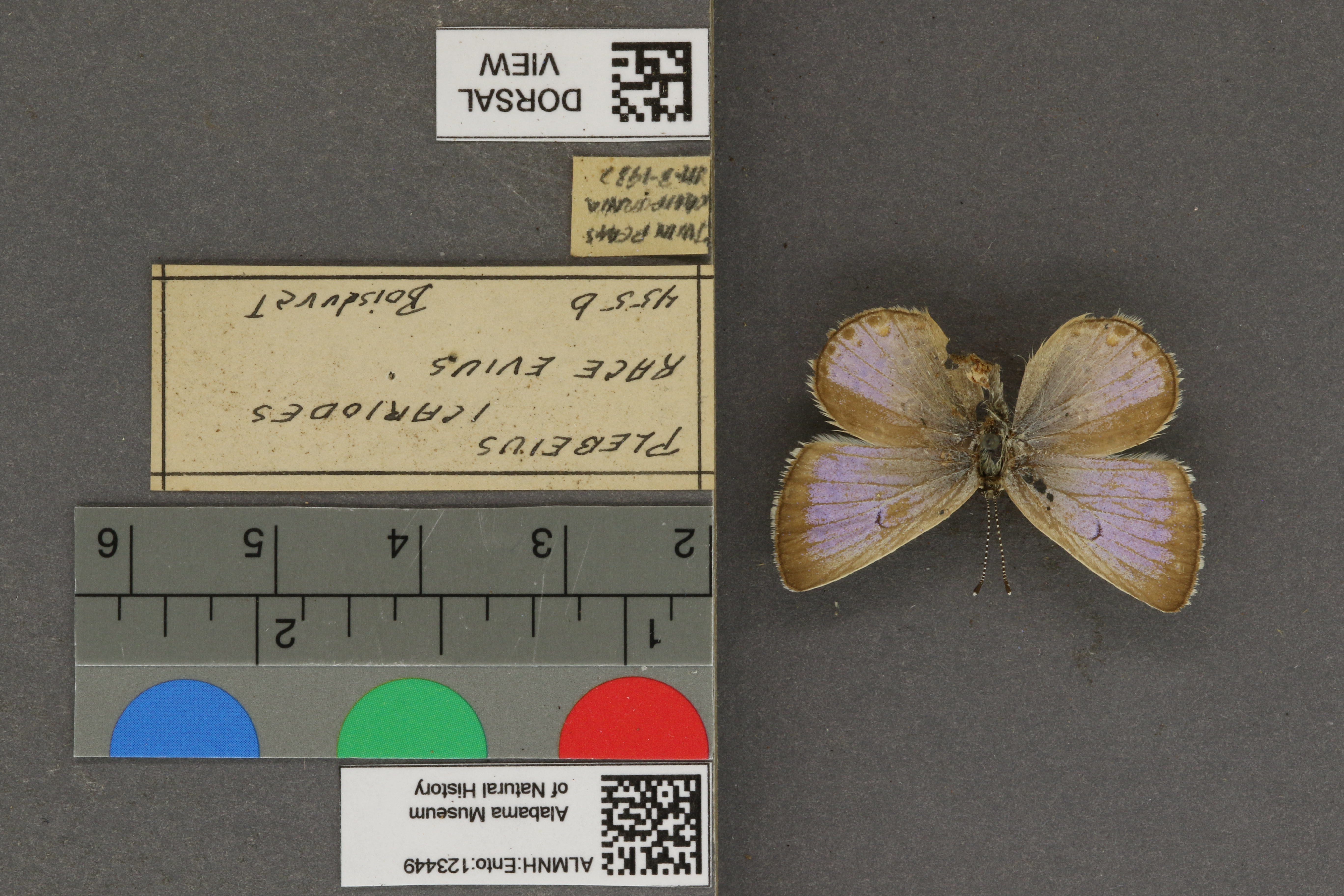 Plebejus icarioides