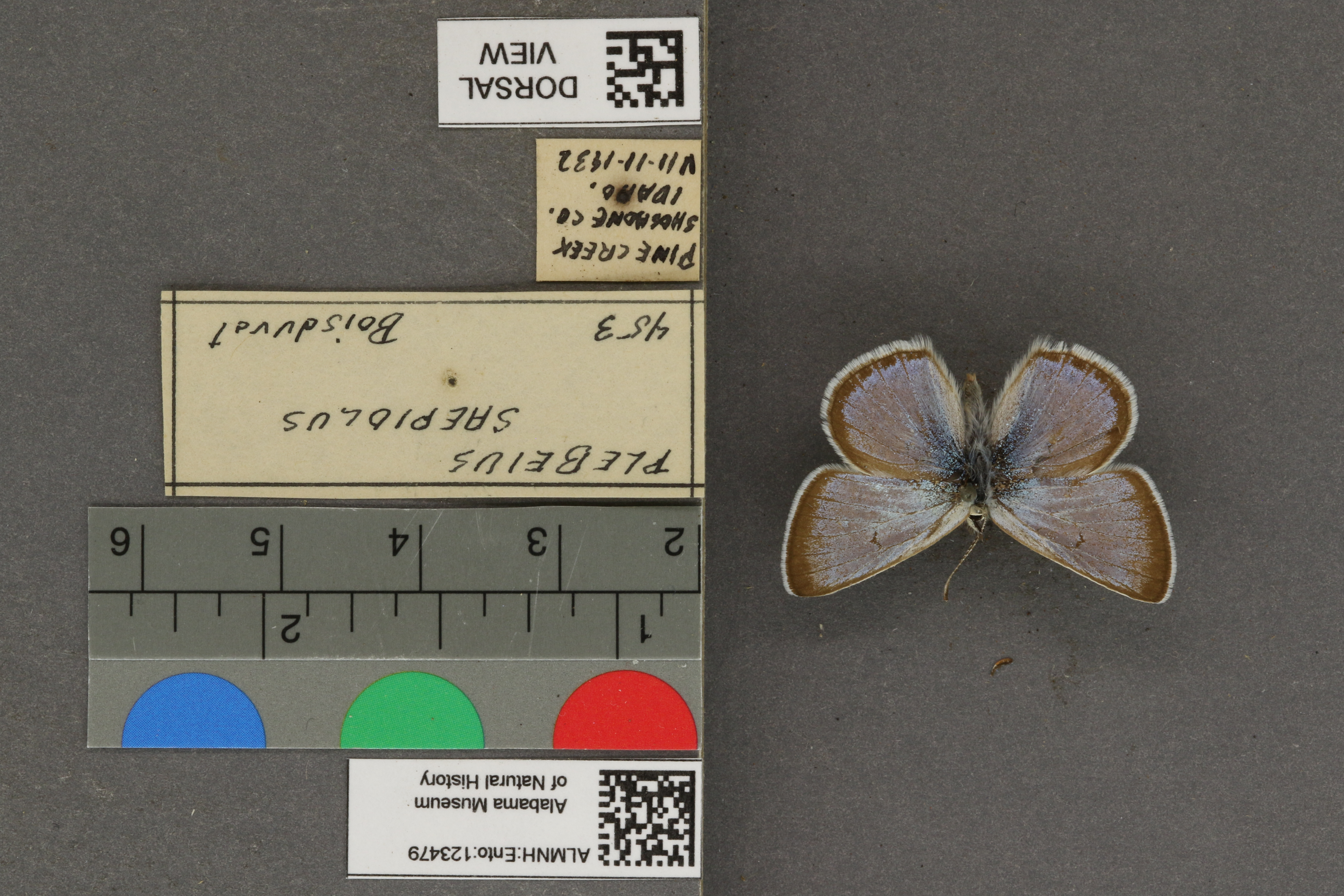 Plebejus saepiolus