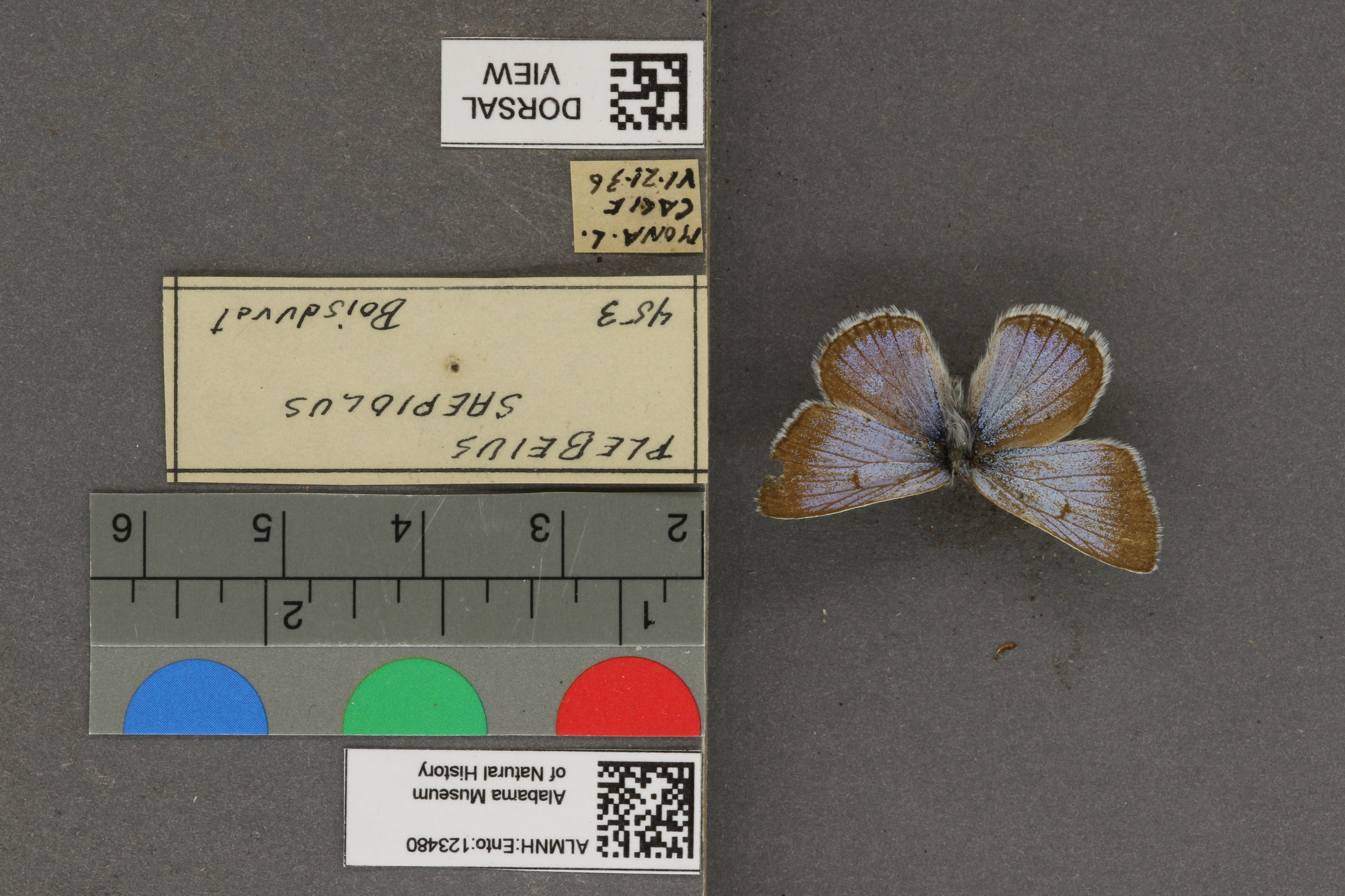 Plebejus saepiolus