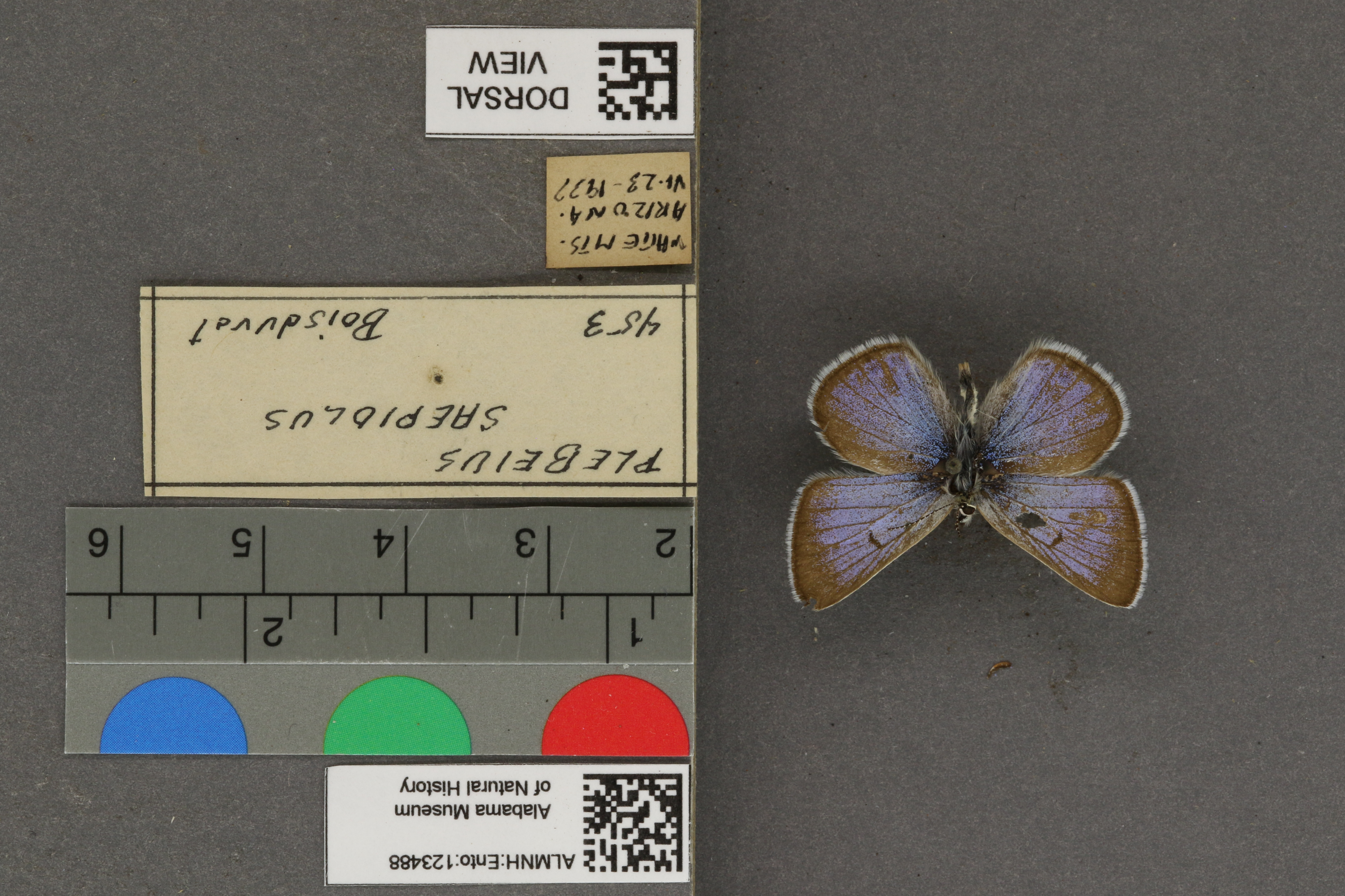 Plebejus saepiolus